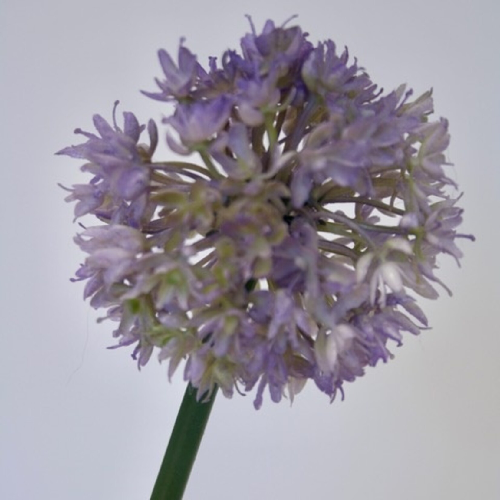 ALLIUM FANTASIA | PURPLE | 57 CM