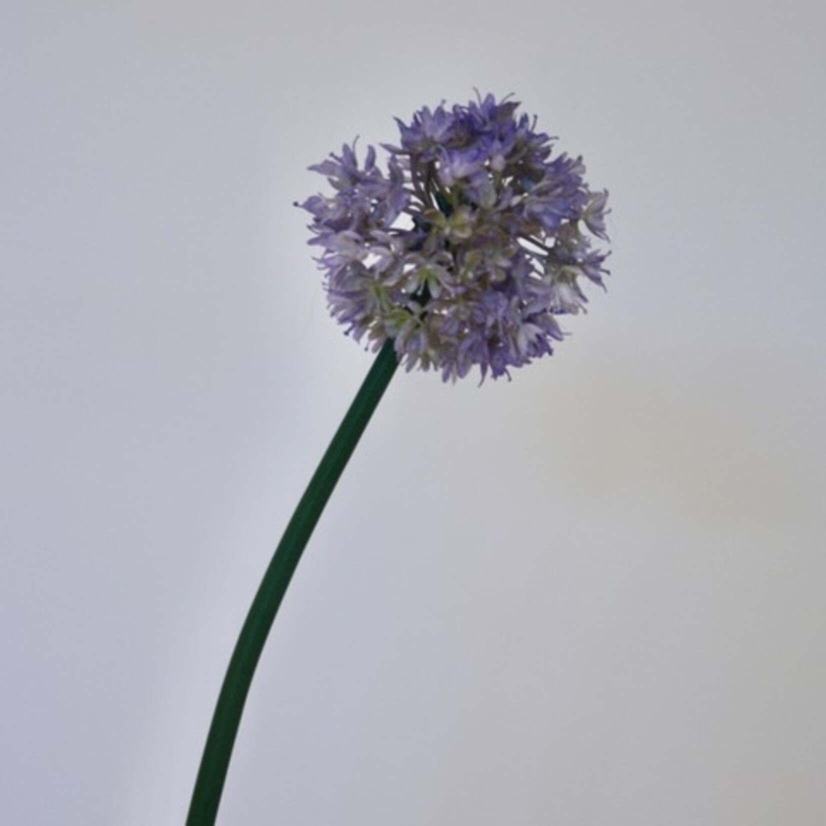 ALLIUM FANTASIA | PURPLE | 57 CM