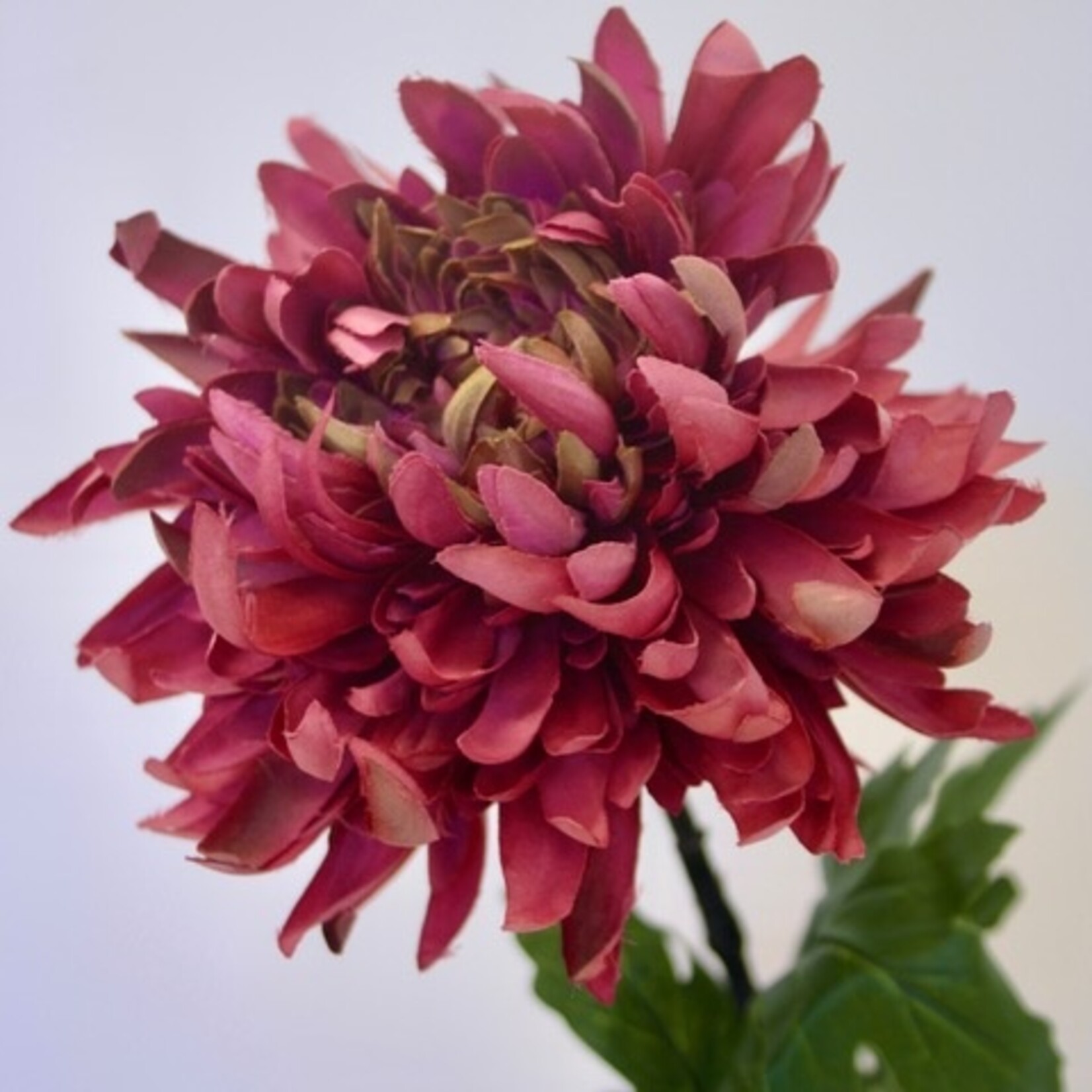 CHRYSANT | FUCHSIA | 82 CM