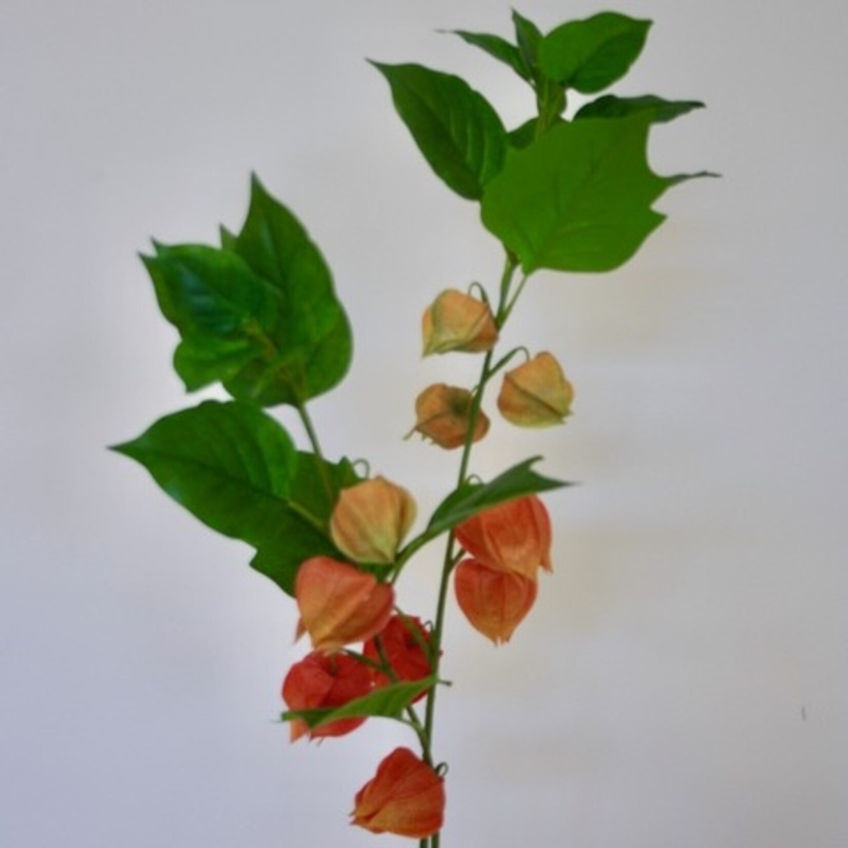 PHYSALIS BRANCH FRANCHETII | ORANGE | 80 CM
