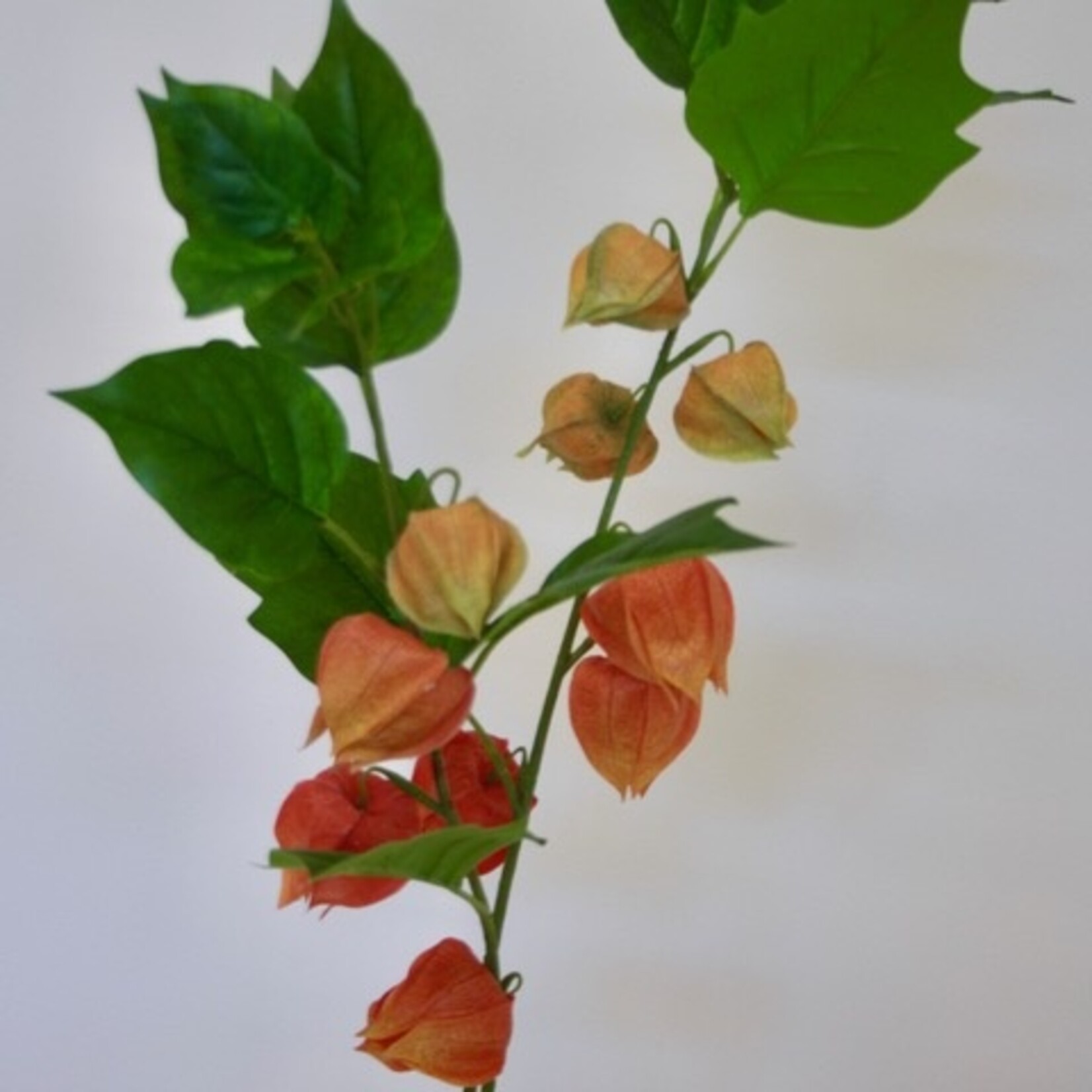 PHYSALIS BRANCH FRANCHETII | ORANGE | 80 CM