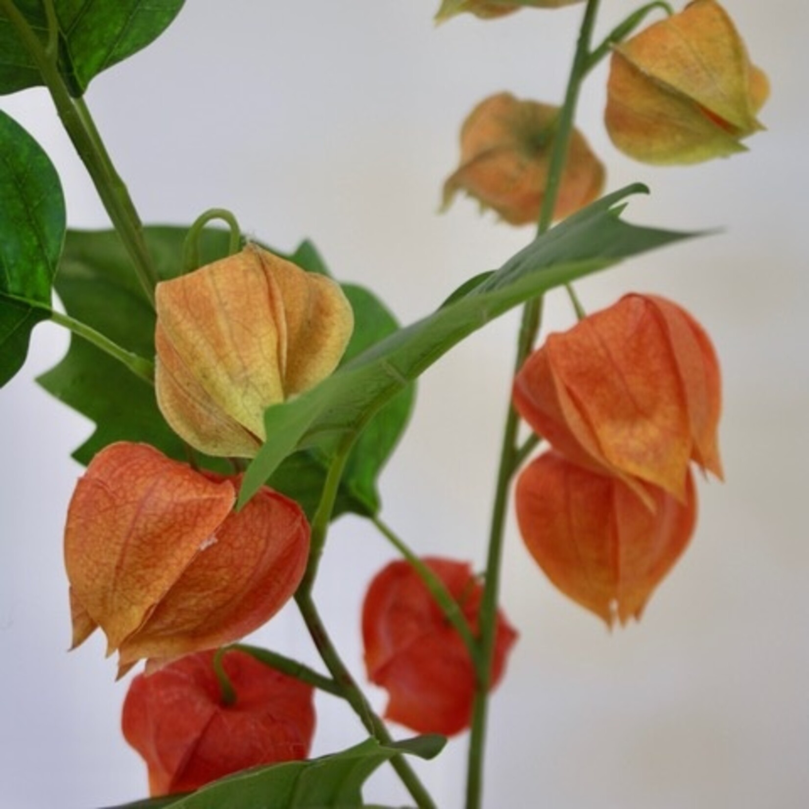 PHYSALIS BRANCH FRANCHETII | ORANGE | 80 CM