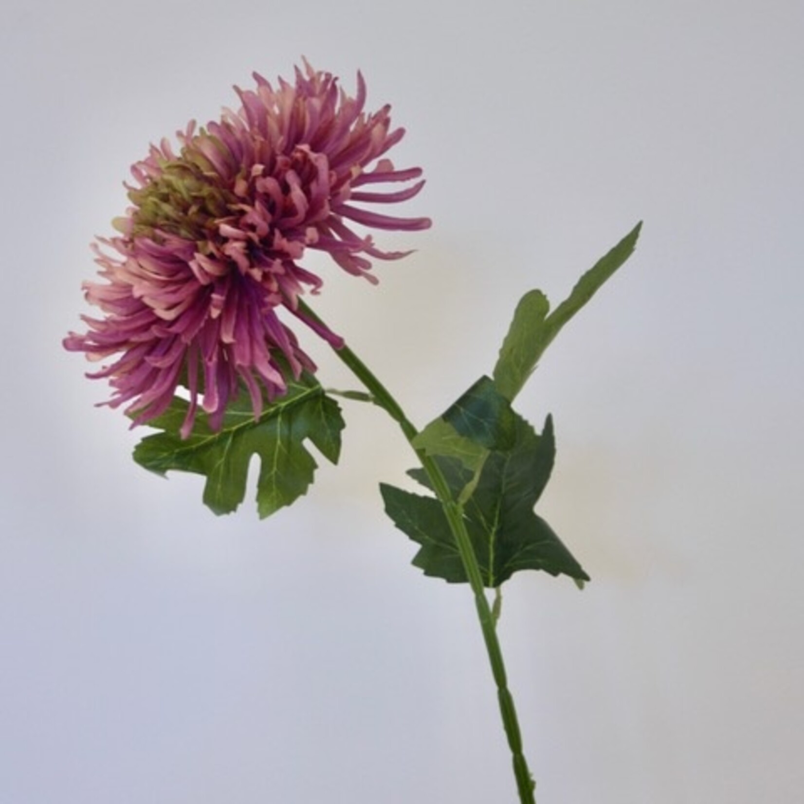 JAPANESE SPIDER CHRYSANT | PINK | 70 CM