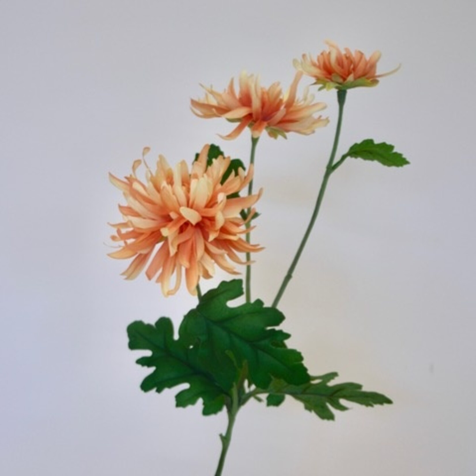 CHRYSANT 3X CHEERLEADER| ORANJE | 70 CM