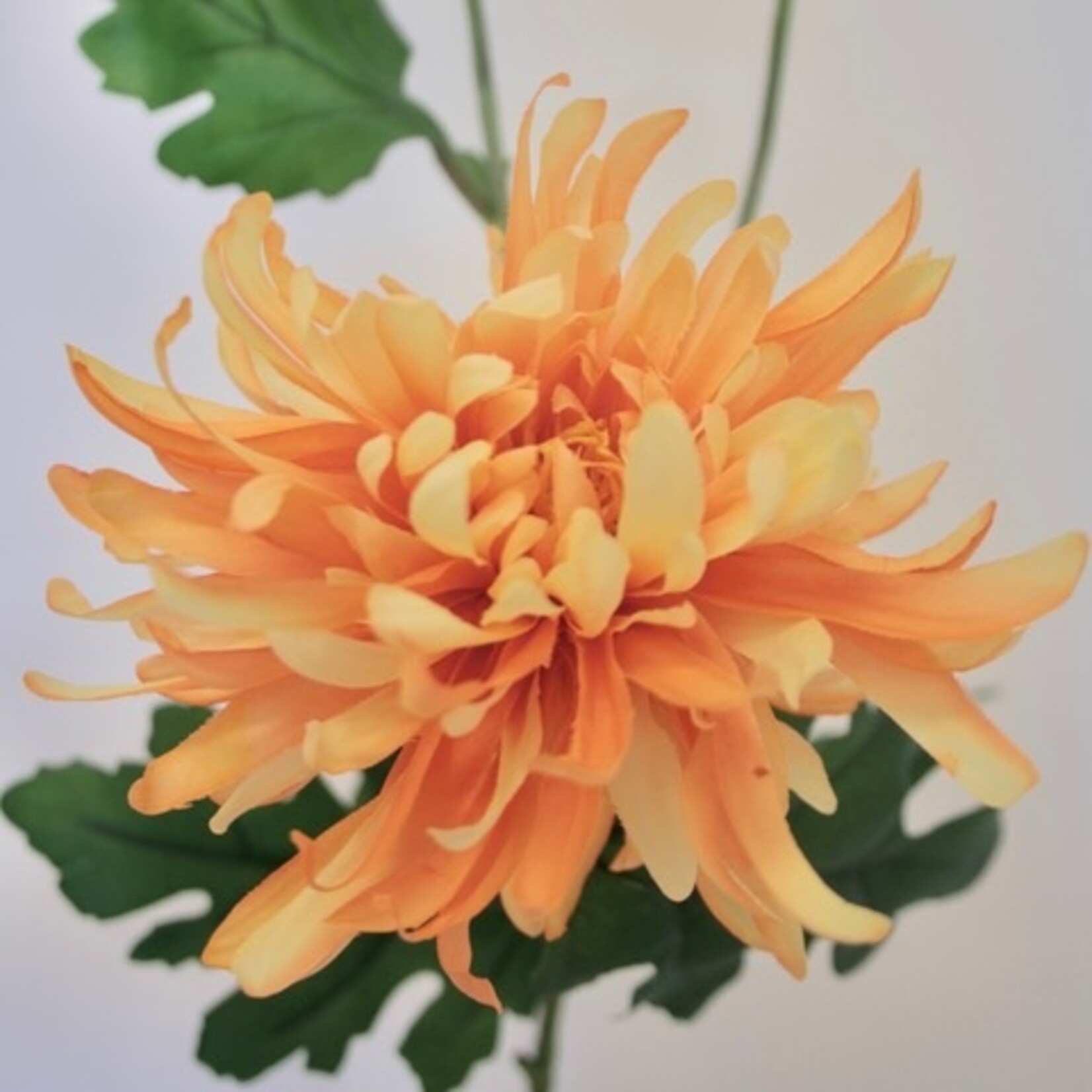 CHRYSANT 3X CHEERLEADER| ORANJE | 70 CM