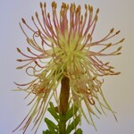 PROTEA | PINK GREEN | 38 CM
