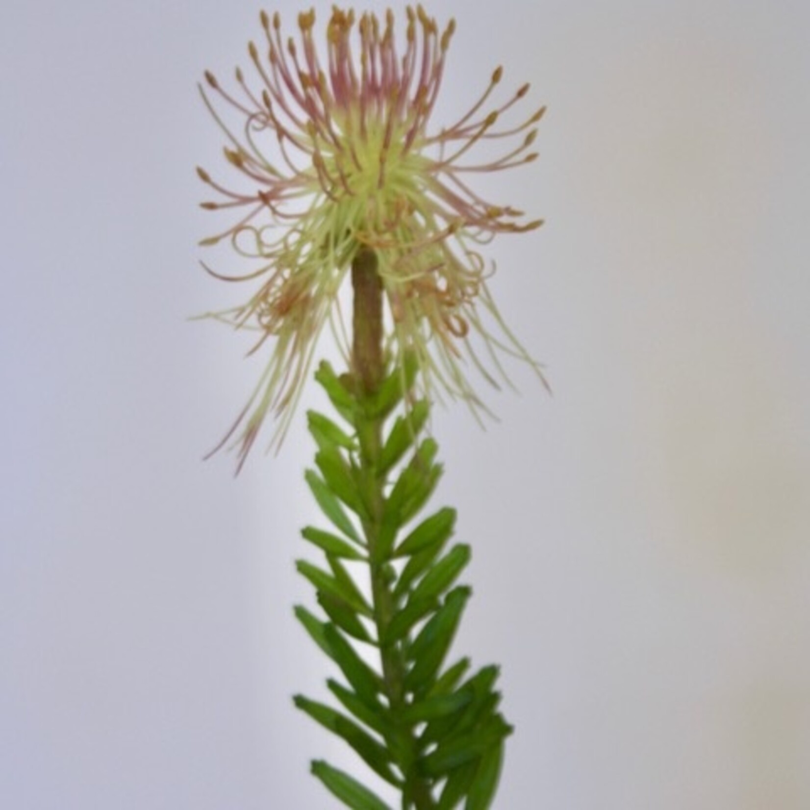 PROTEA | ROZE GROEN | 38 CM