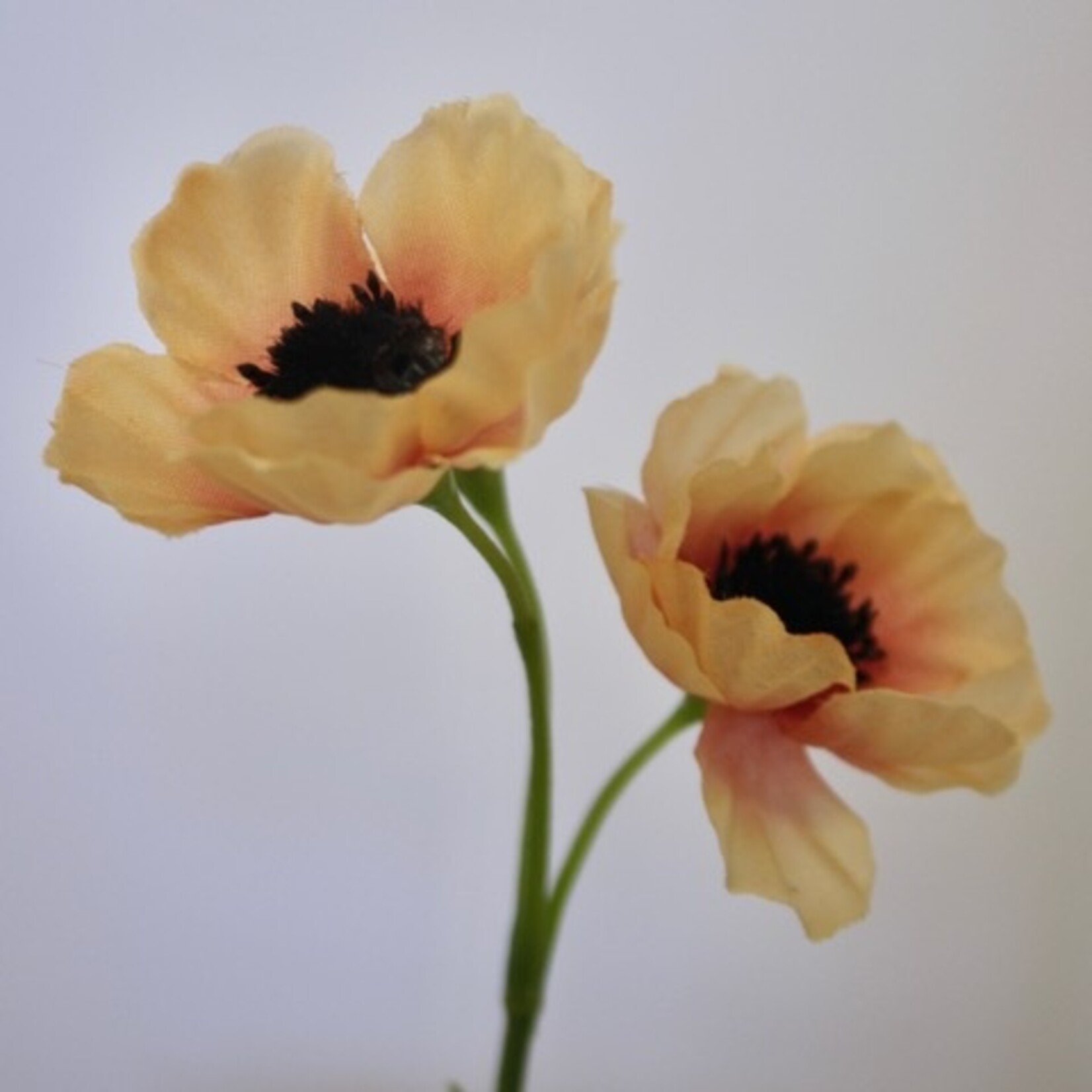 ANEMONE DE CAEN| YELLOW | 30 CM