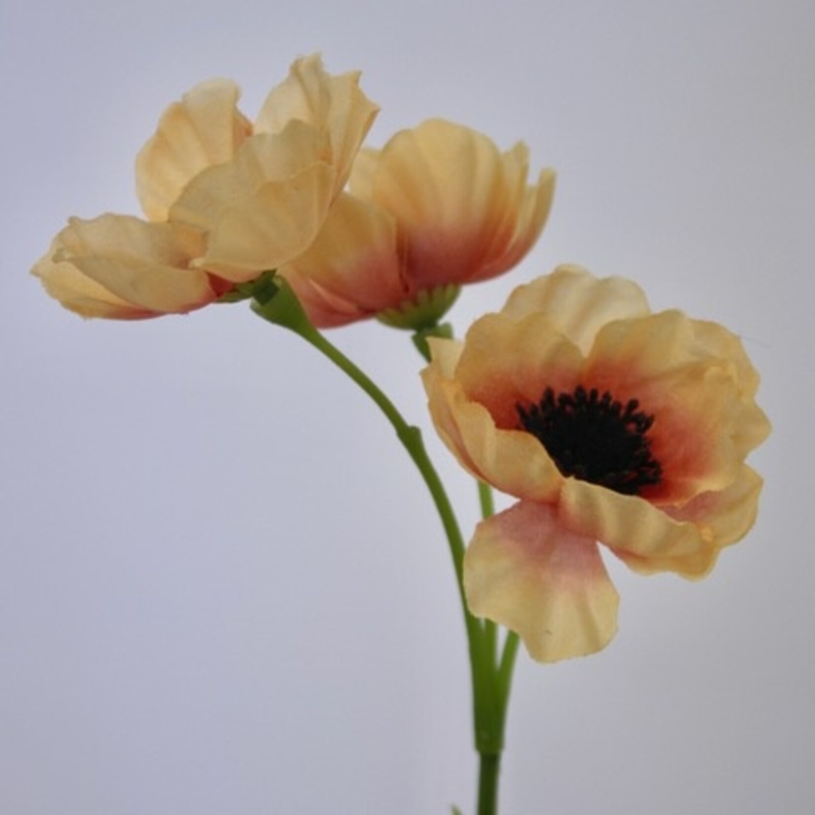 ANEMONE DE CAEN| YELLOW | 30 CM