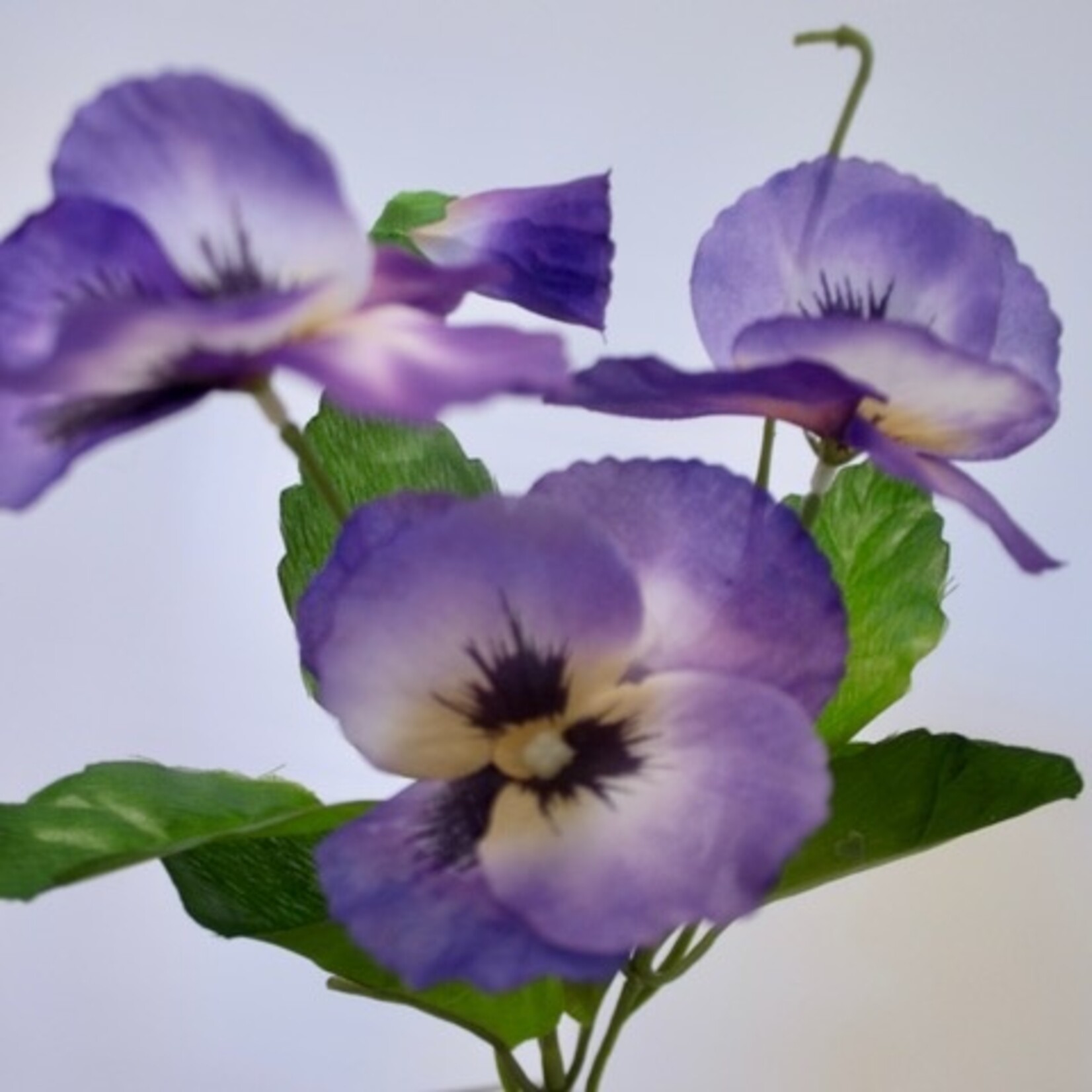 VIOOLTJE WITTROCKIANA | PAARS | 24 CM