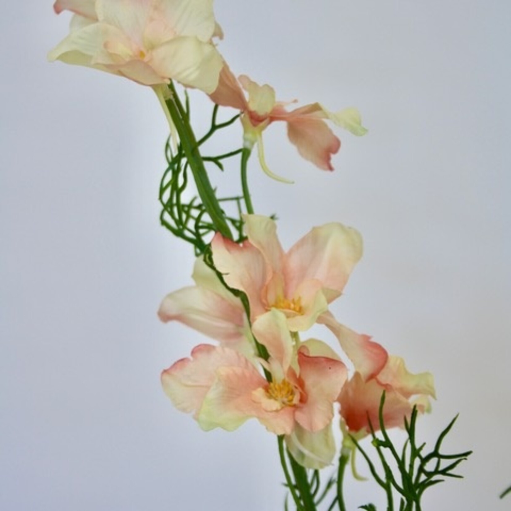 DELPHINIUM | SALMON | 100 CM