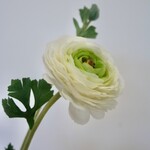 RANONKEL | WIT GROEN | 68 CM