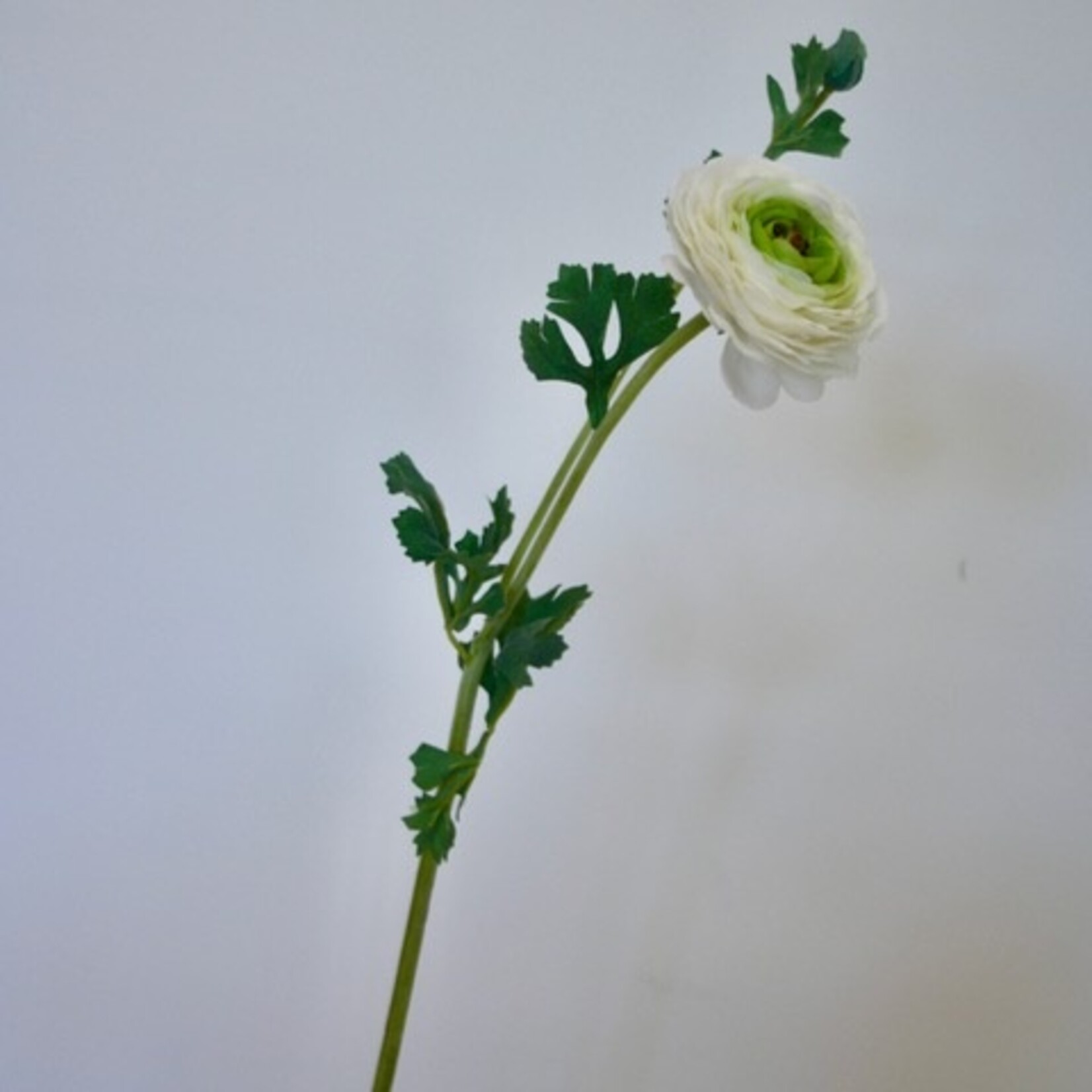 RANONKEL REINETTE | WIT GROEN | 68 CM