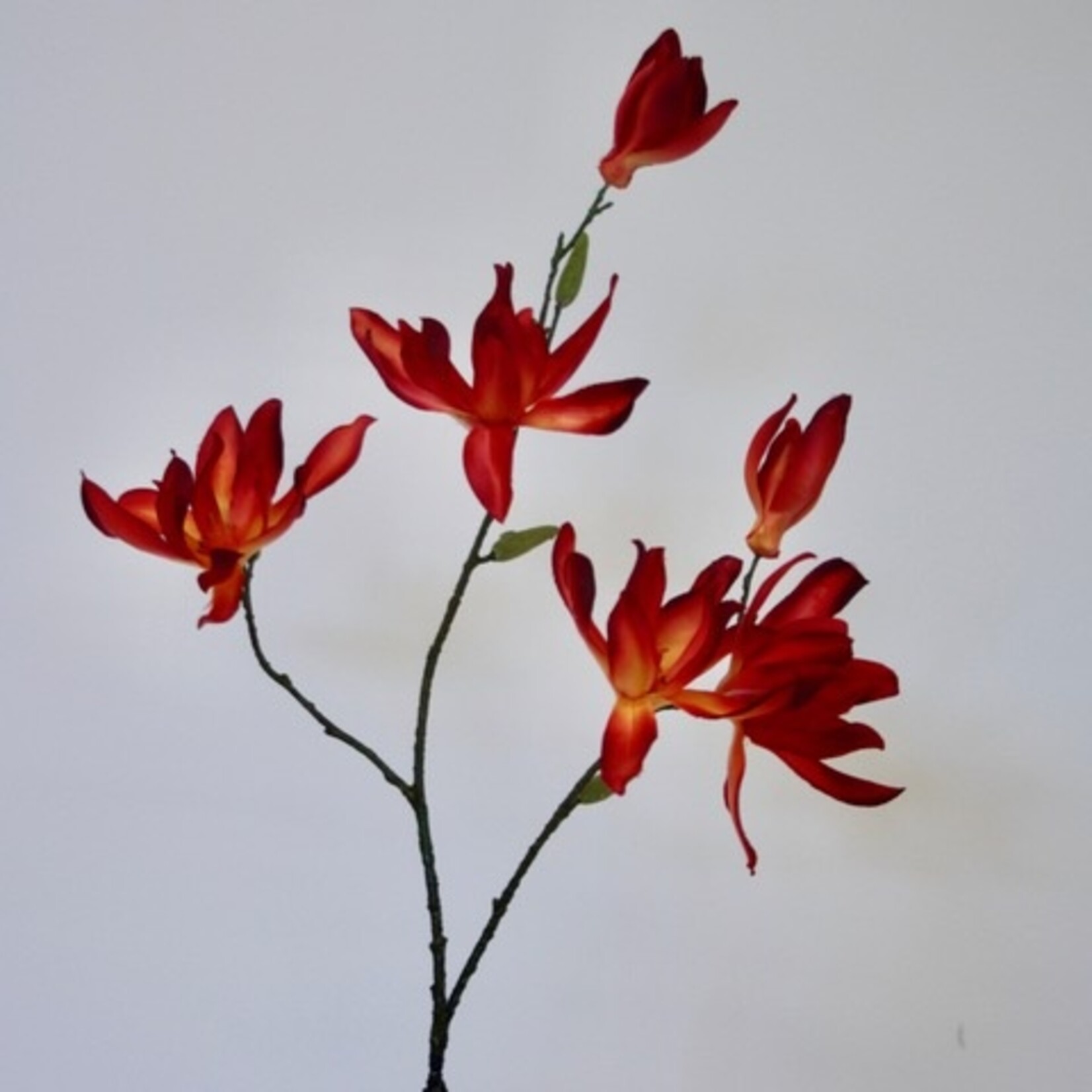 MAGNOLIA TAK | ORANJE | 78 CM