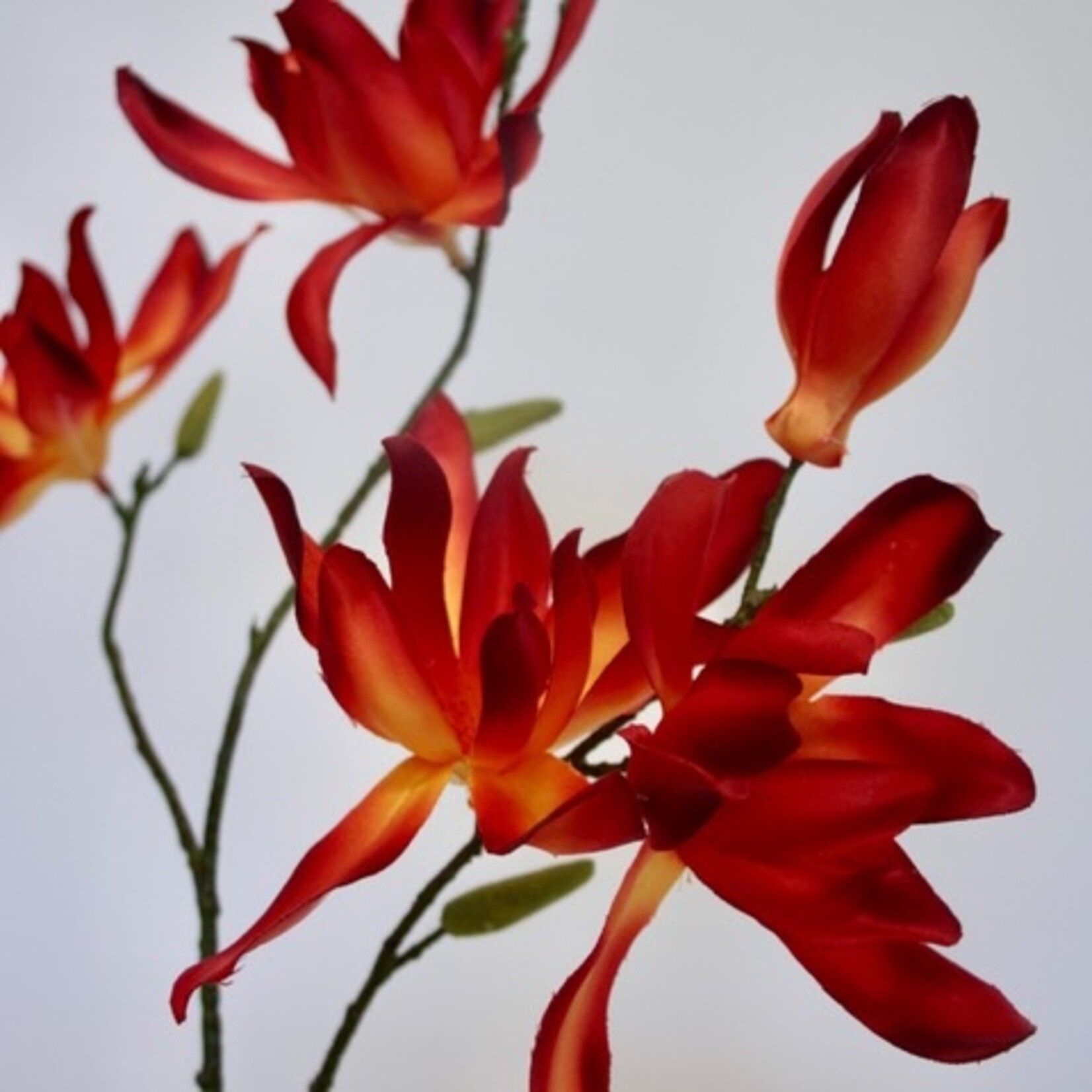 MAGNOLIA TAK | ORANJE | 78 CM