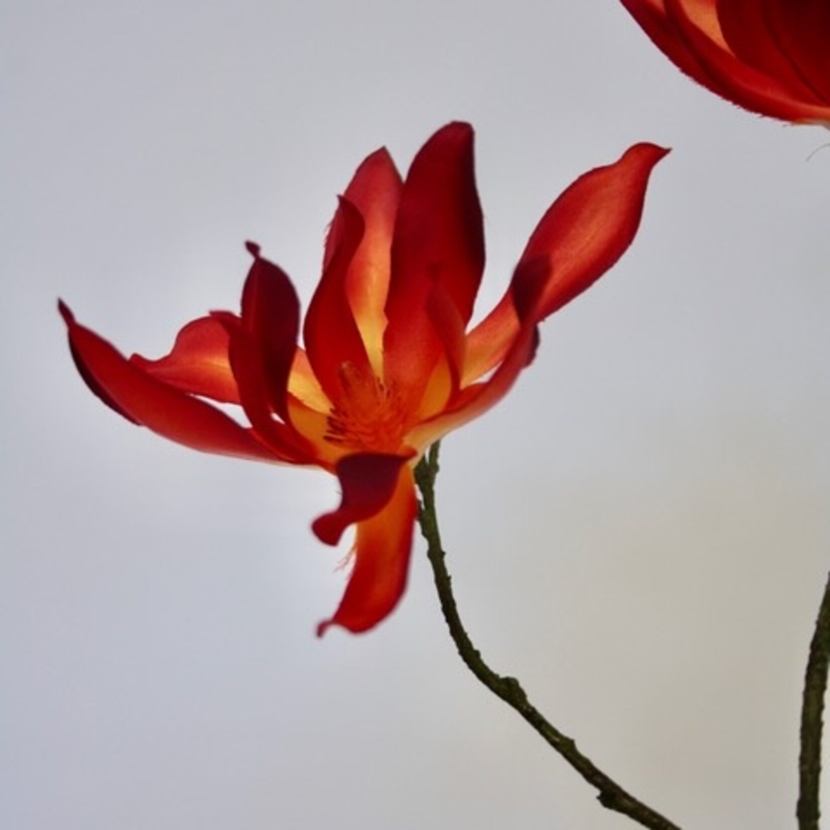 MAGNOLIA BRANCH | ORANGE | 78 CM