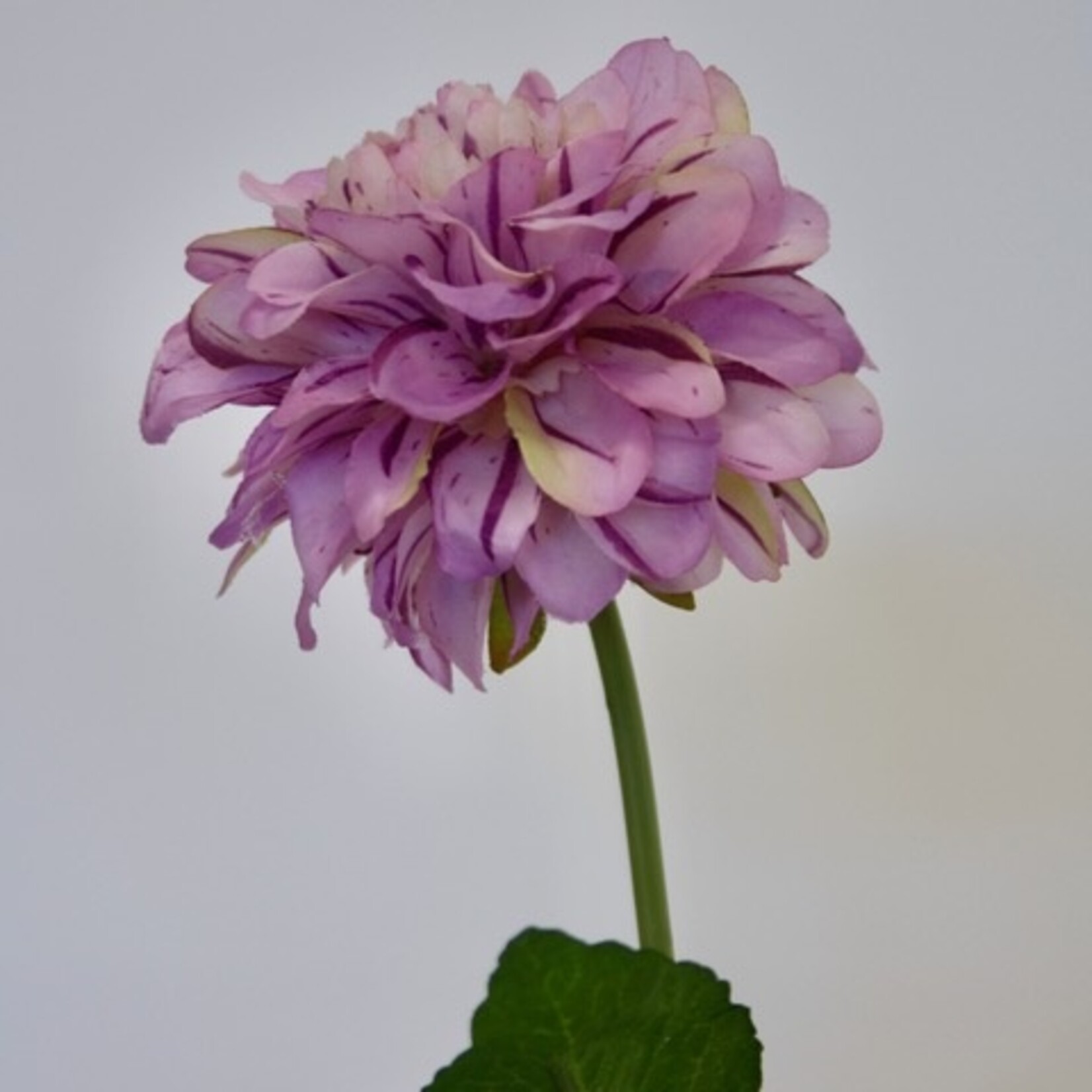 DAHLIA BLUE WISH | LILA | 60 CM