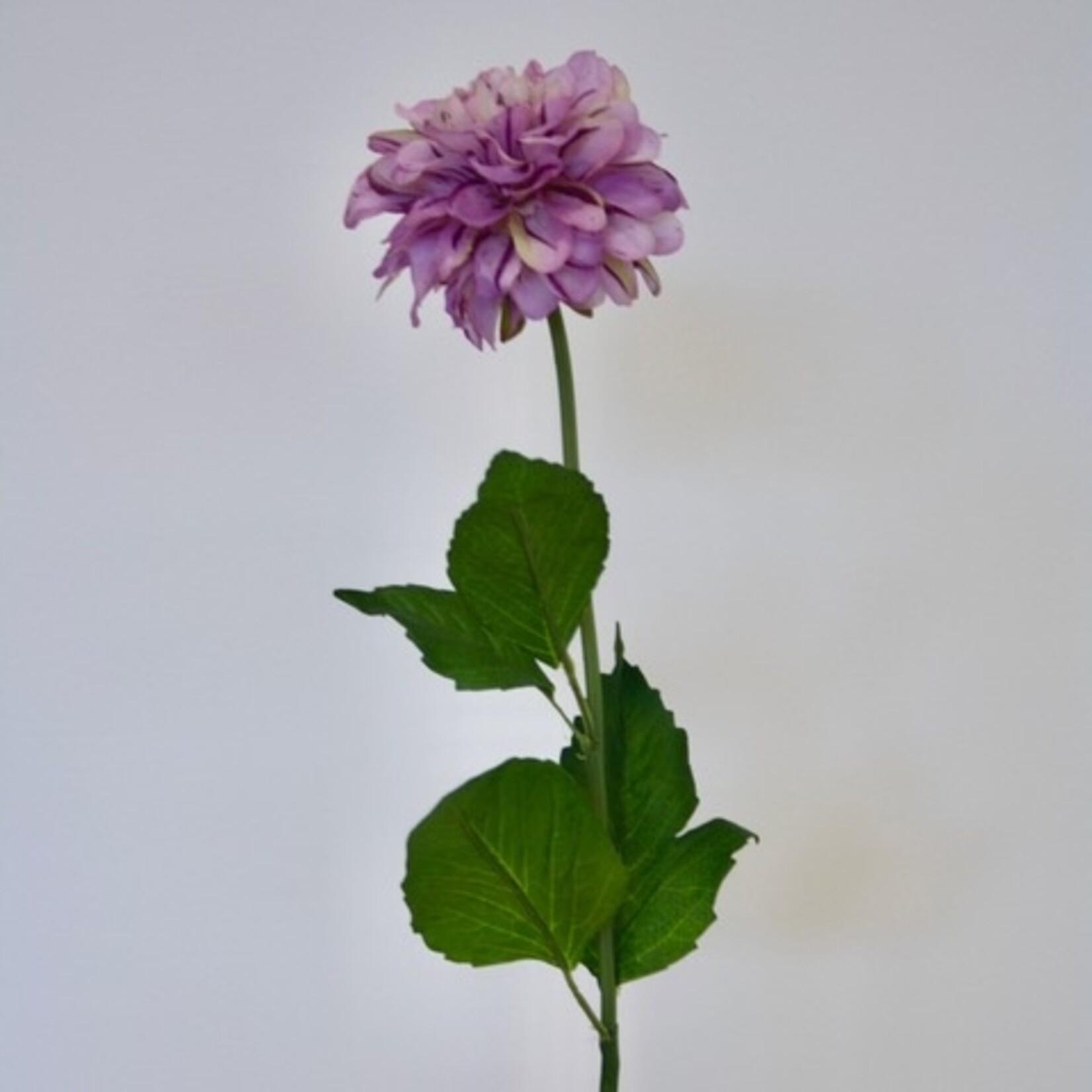 DAHLIA BLUE WISH | LILA | 60 CM