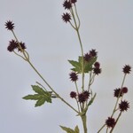 SANICLE | BURGUNDY | 68 CM
