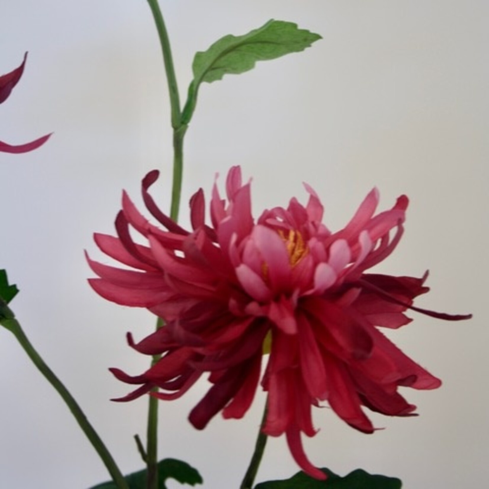 CHRYSANT 3X ANASTACIA | ROZE | 70 CM