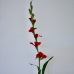 GLADIOOL | ROOD| 100 CM