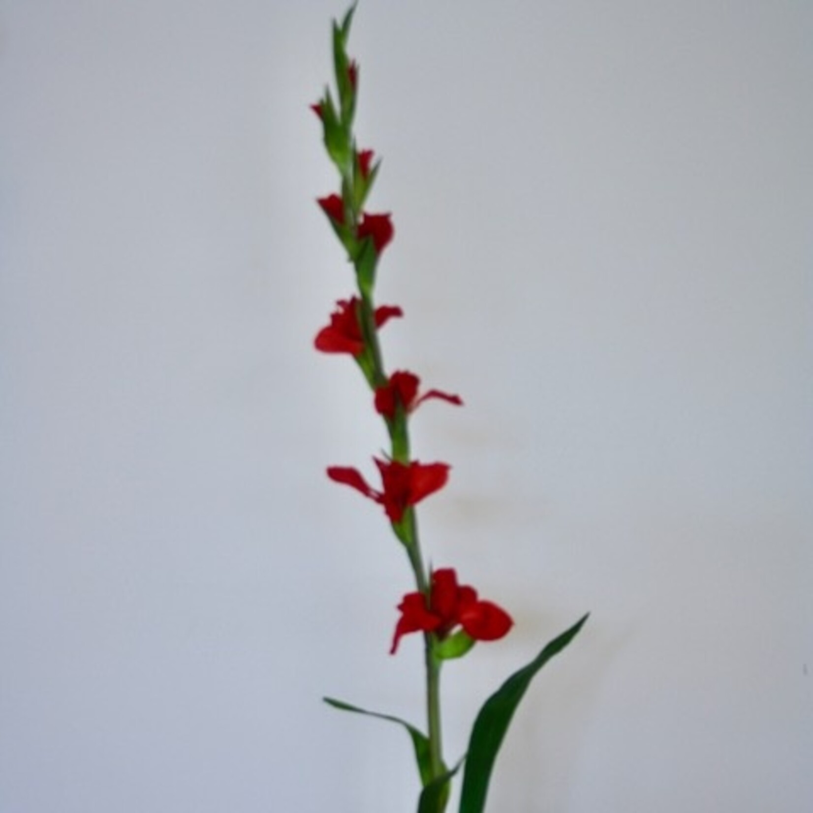 GLADIOLUS  ADVANCE| RED | 100 CM