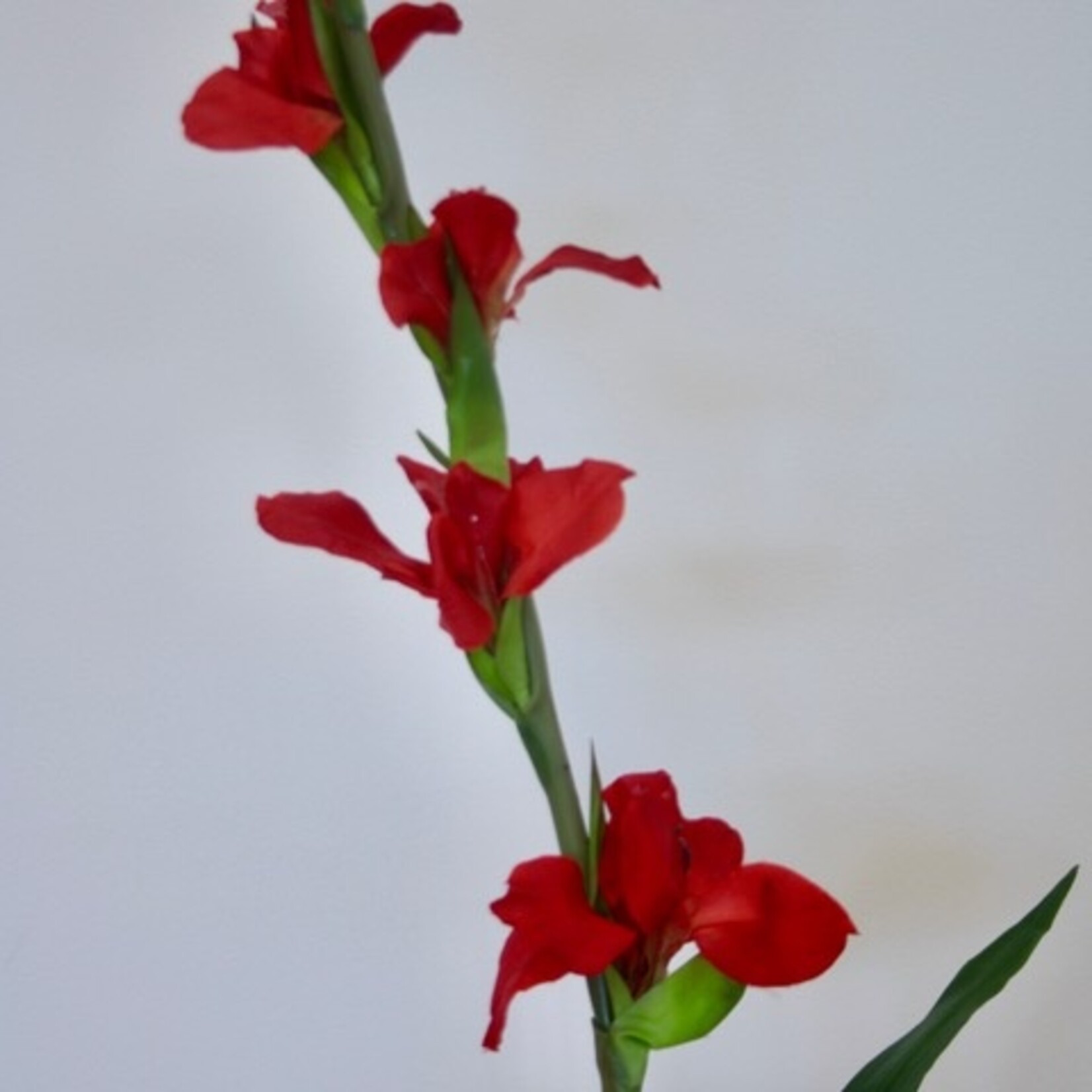 GLADIOLUS  ADVANCE| RED | 100 CM