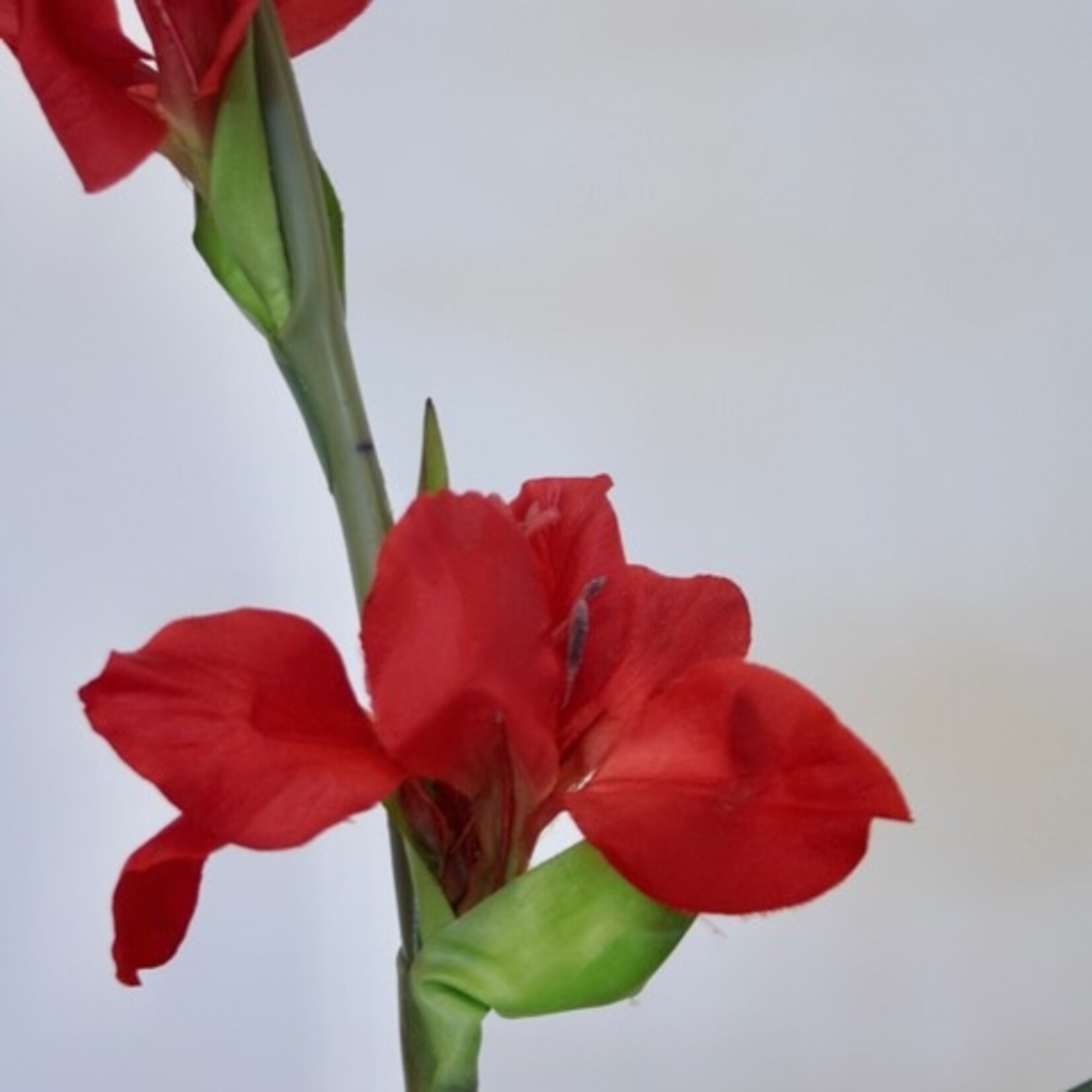 GLADIOLUS  ADVANCE| RED | 100 CM