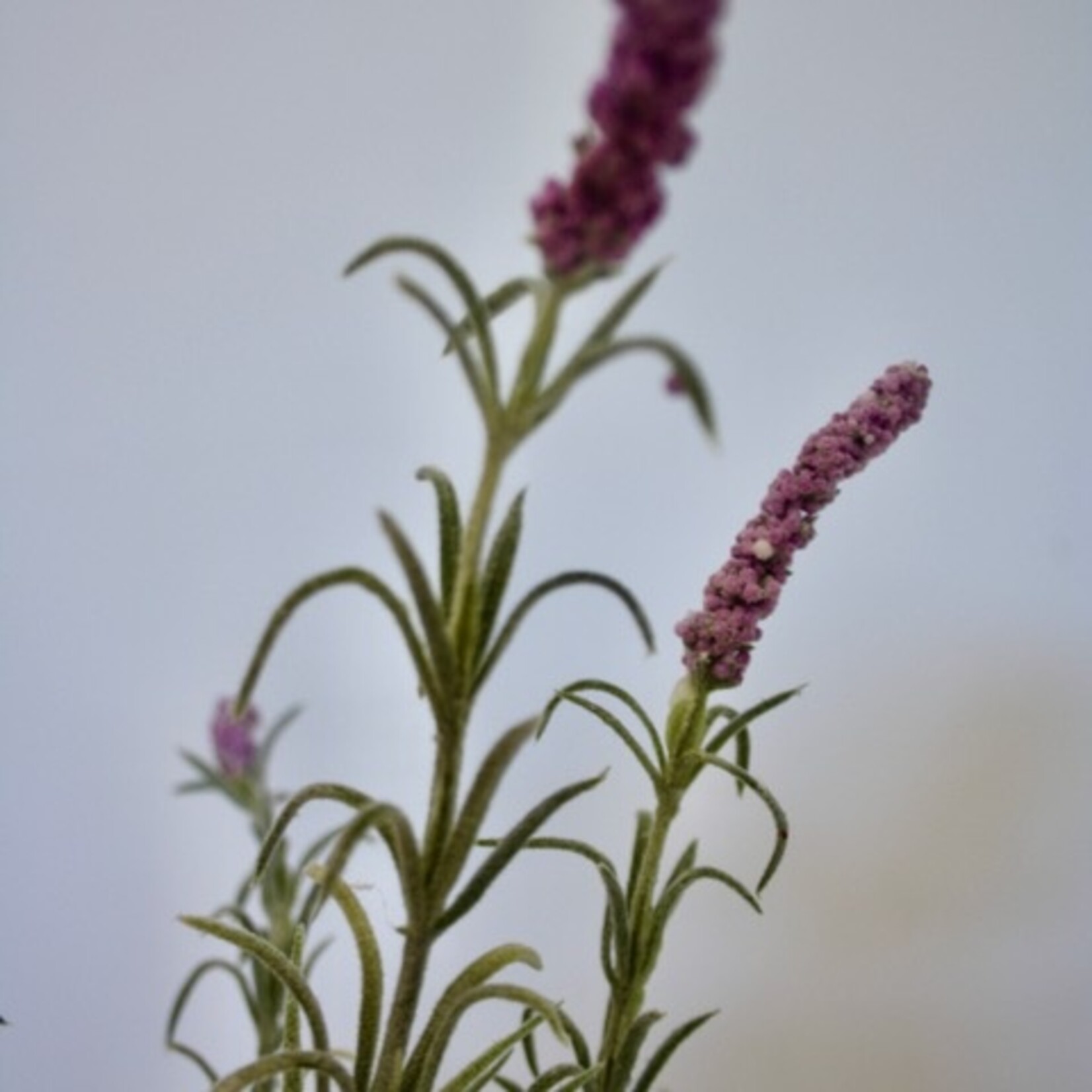 LAVENDEL BUNDEL |LILA | 44 CM