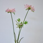 SCABIOSA | ROZE | 80 CM