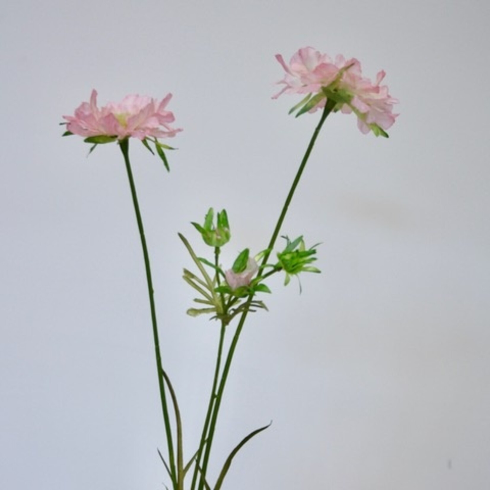 SCABIOSA PINK MIST | ROZE | 80 CM