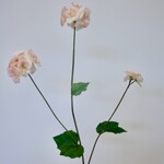 BEGONIA  | PEACH | 75 CM
