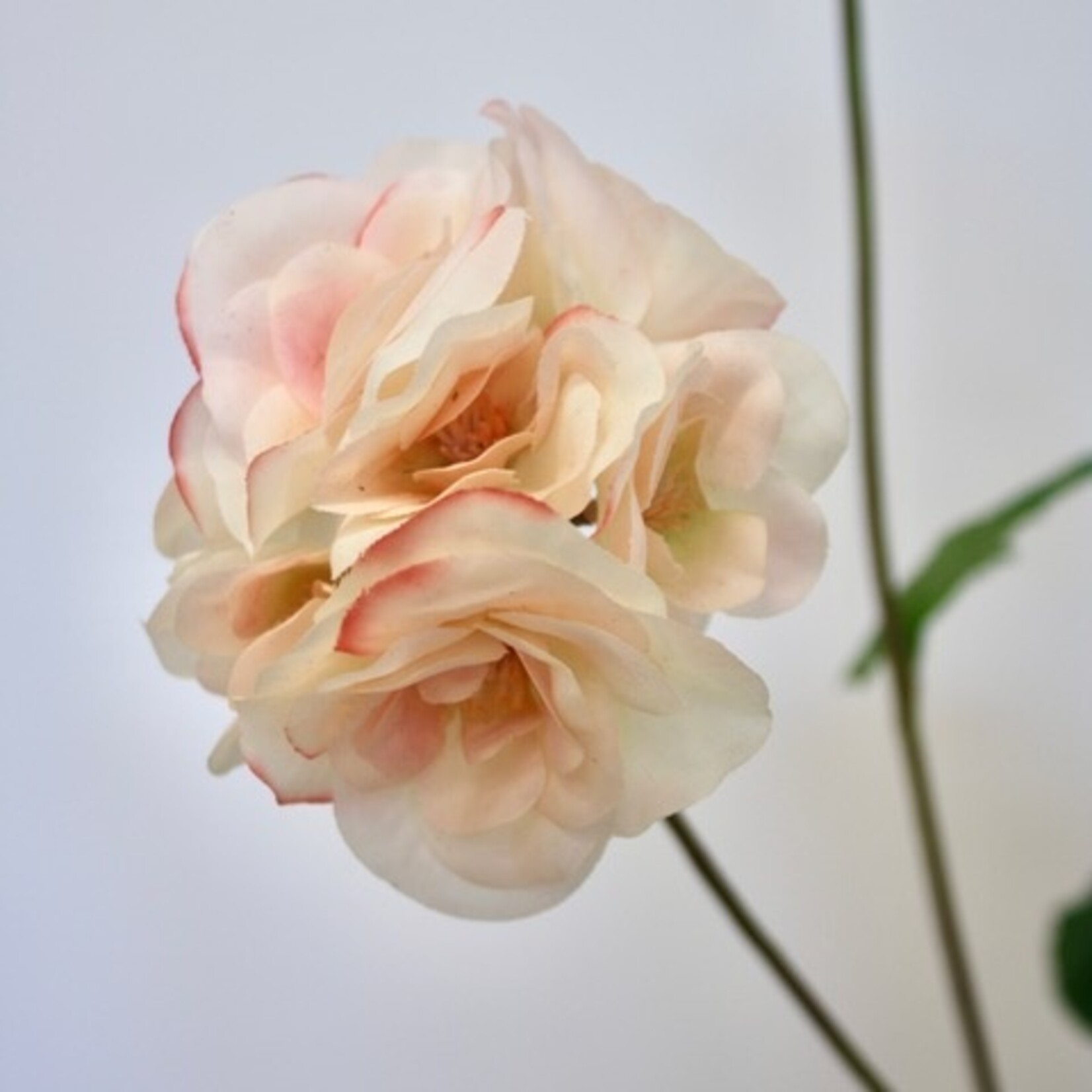 BEGONIA PEACHES AND DREAMS | PERZIK | 75 CM