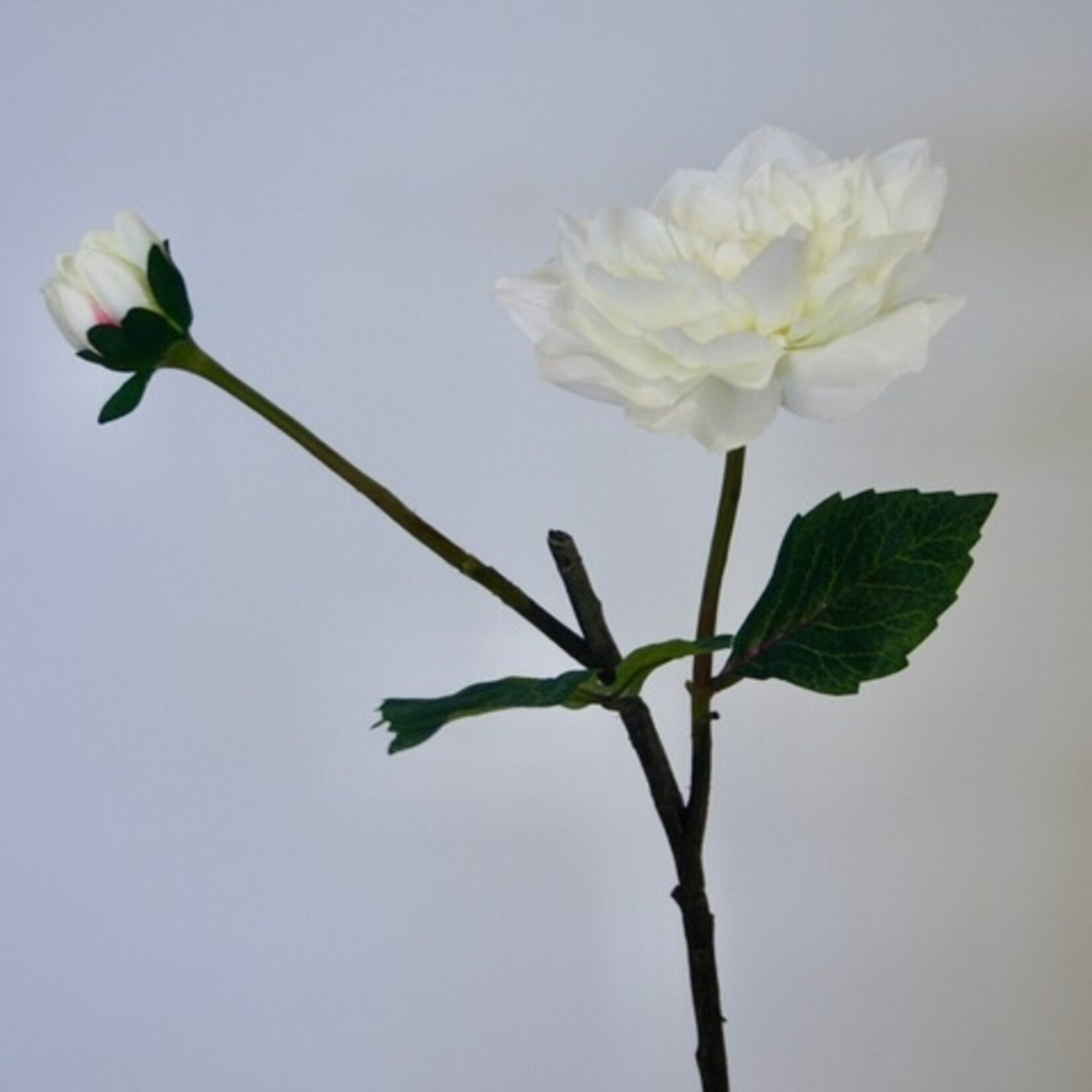 DAHLIA TAK WHITE PERFECTION  | WIT | 45 CM