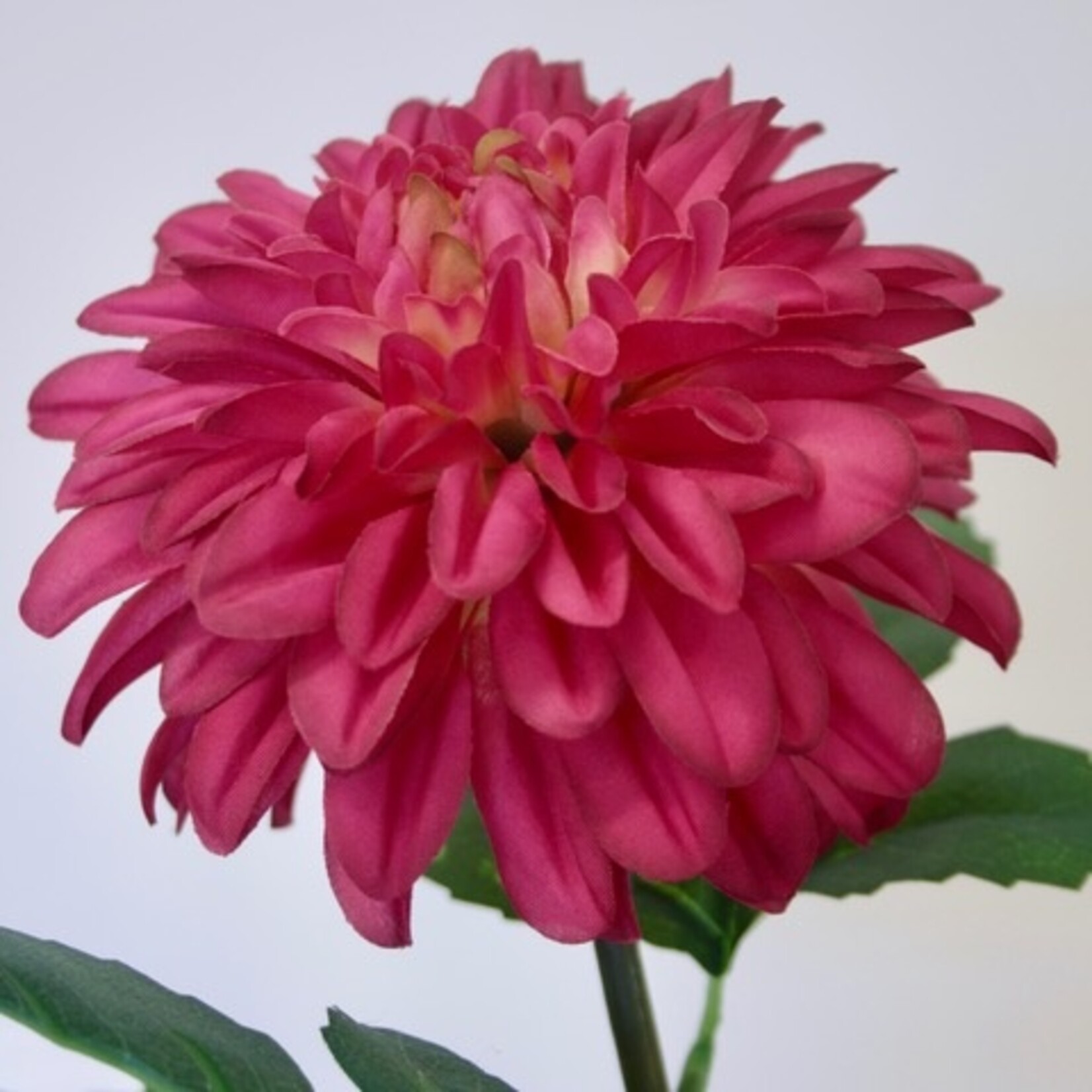 DAHLIA AMERICAN DAWN  | ROZE | 70 CM