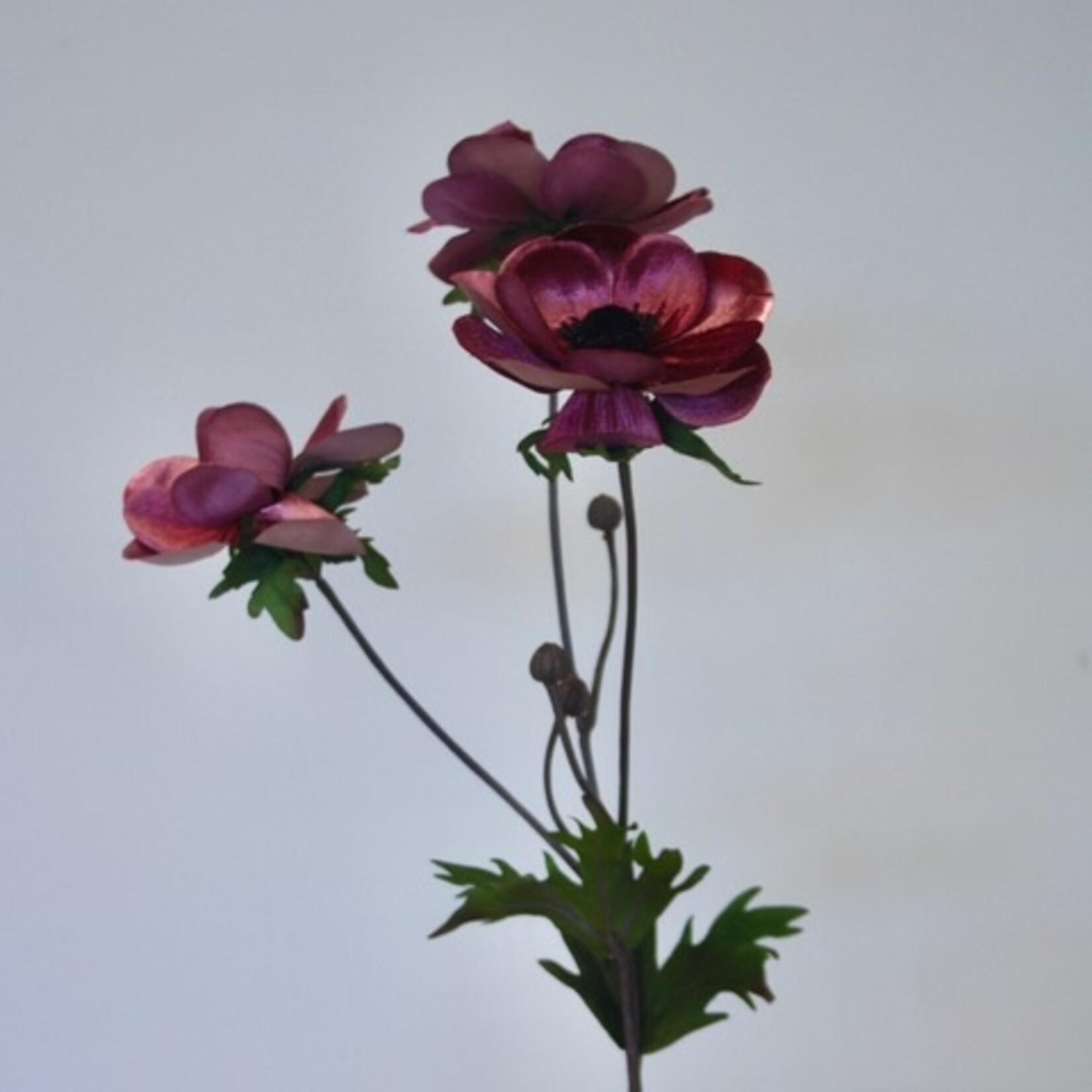 ANEMONE CHRISTMAS | DARK PINK | 73 CM