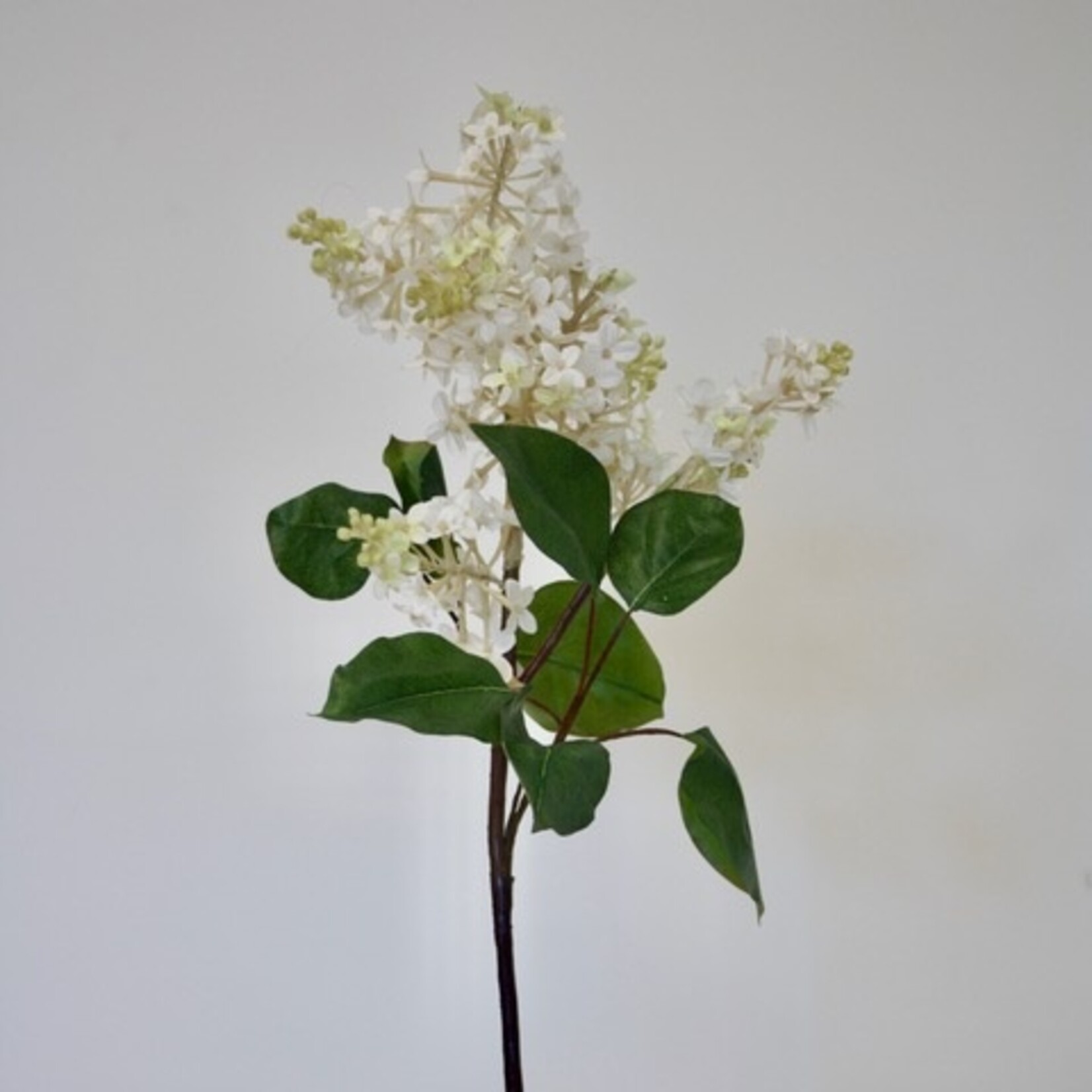 SERING TAK MILLERTON POINT| WIT | 82 CM