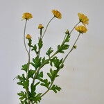CHRYSANTHEMUM | YELLOW | 63 CM