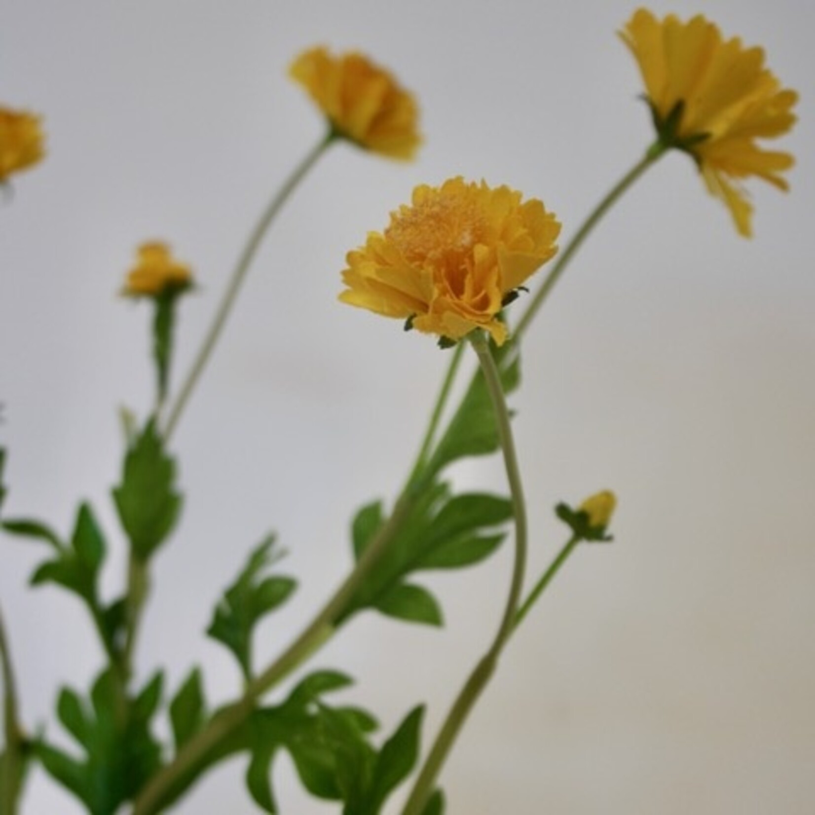 MINI CHRYSANTHEMUM | YELLOW | 63 CM