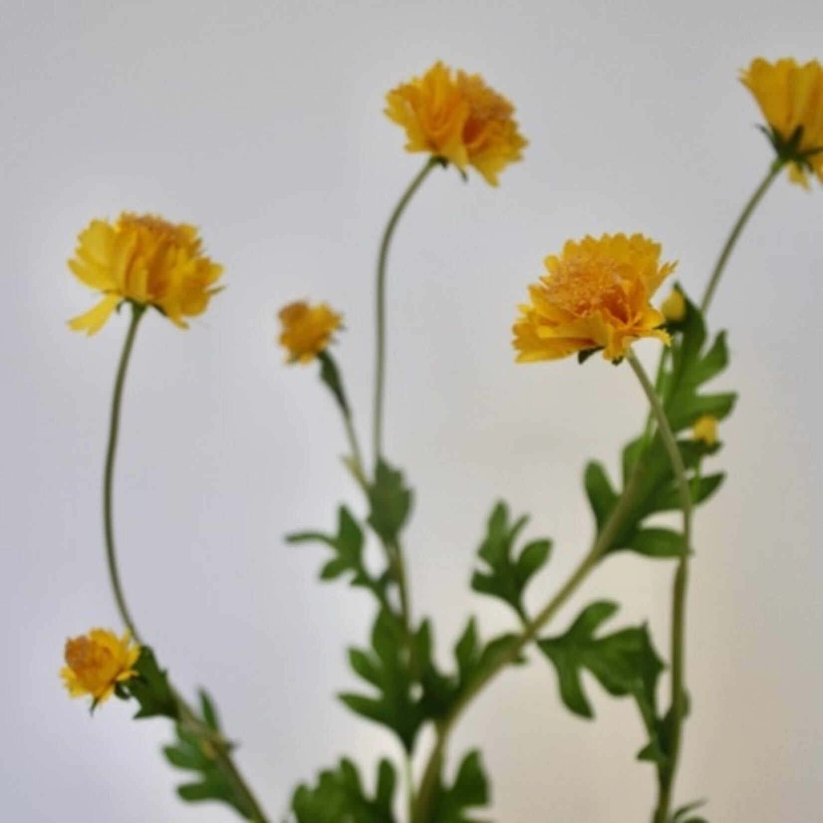 MINI CHRYSANT | GEEL | 63 CM