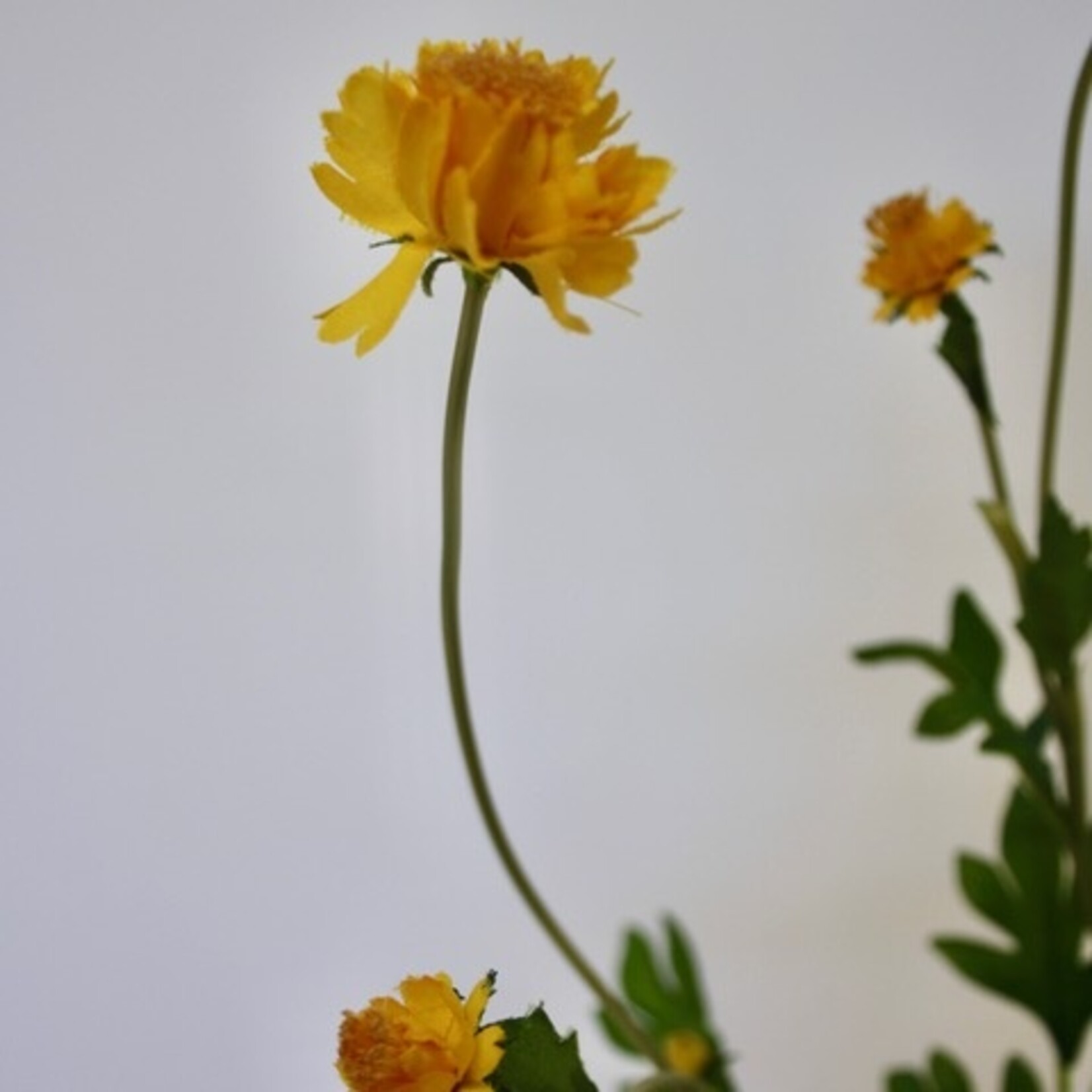 MINI CHRYSANT | GEEL | 63 CM