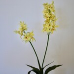ORCHID DENDROBIUM| YELLOW | 52 CM