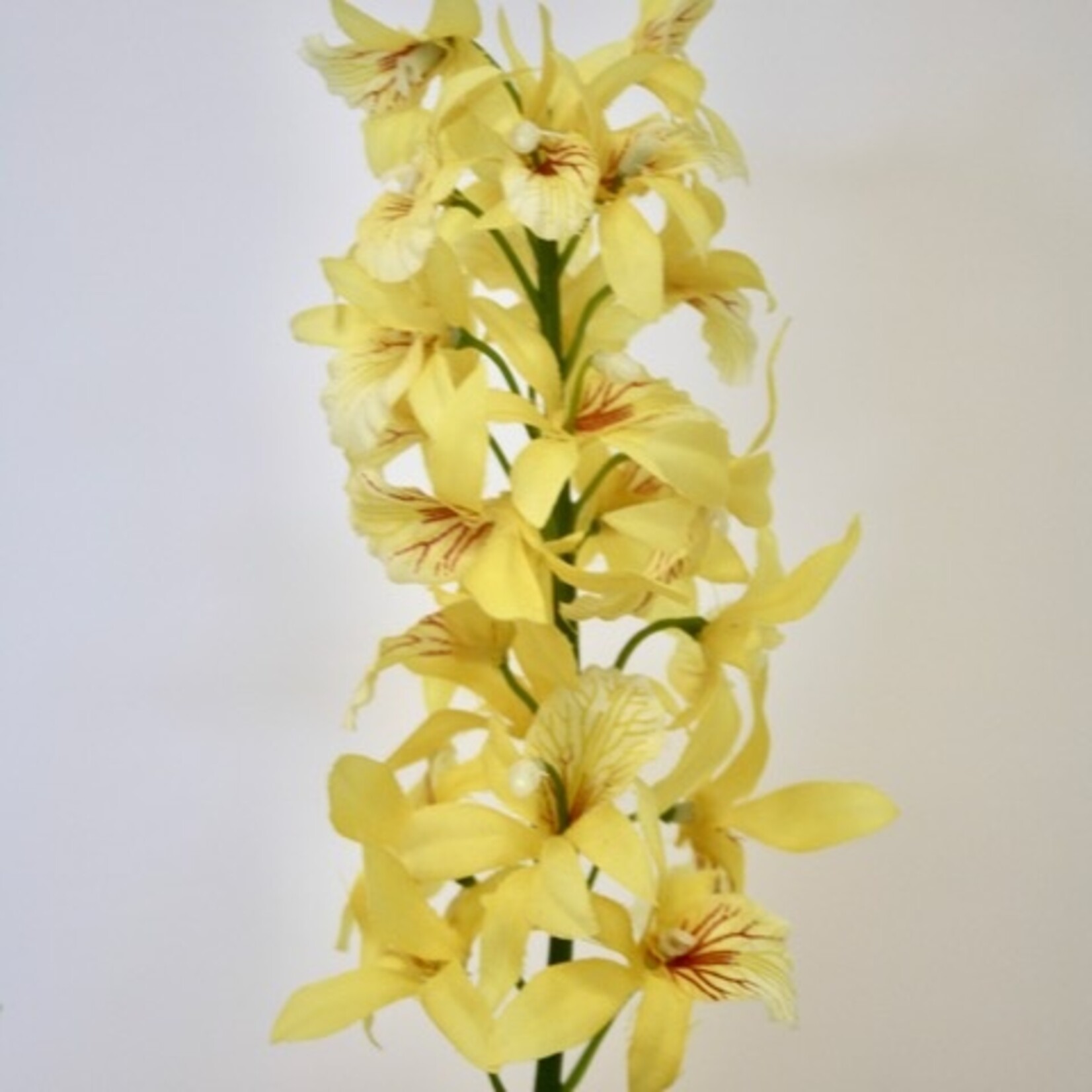 ORCHID DENDROBIUM FRIEDERICKSIANUM| YELLOW | 52 CM