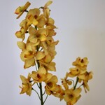ORCHIDEE | GEEL | 52 CM
