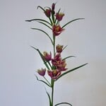 FRITILLARIA | FUCHSIA | 65 CM