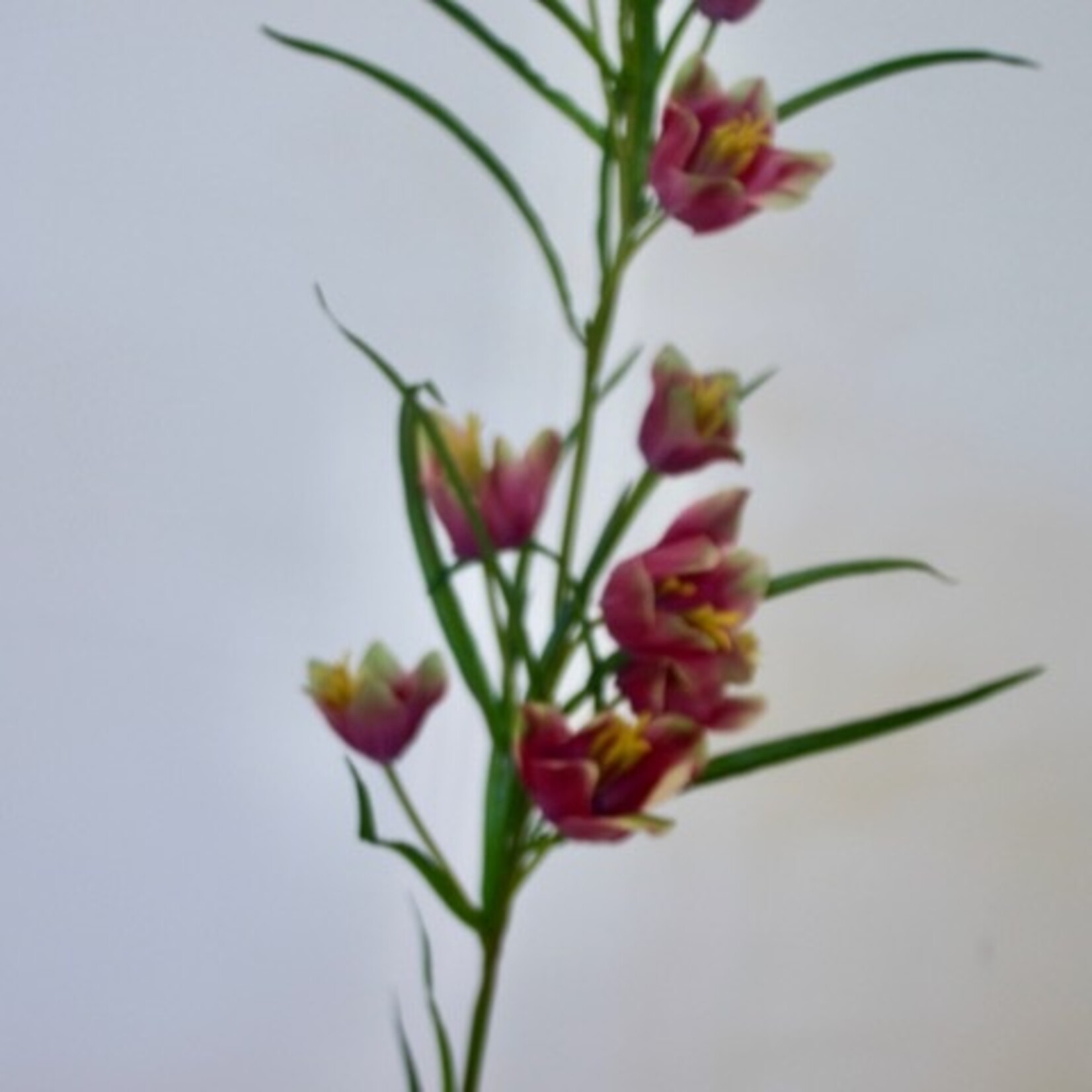 FRITILLARIA | FUCHSIA | 65 CM
