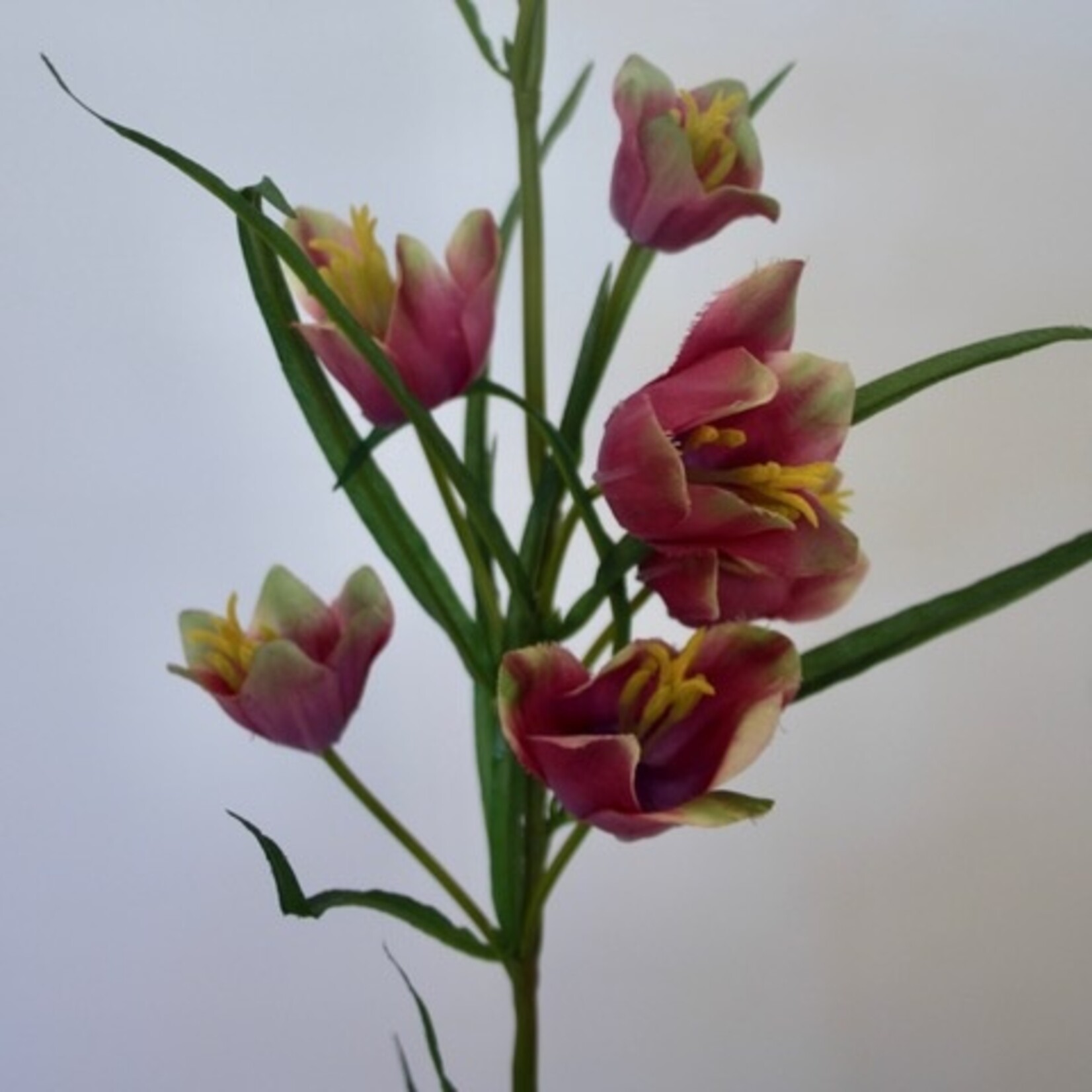 FRITILLARIA | FUCHSIA | 65 CM