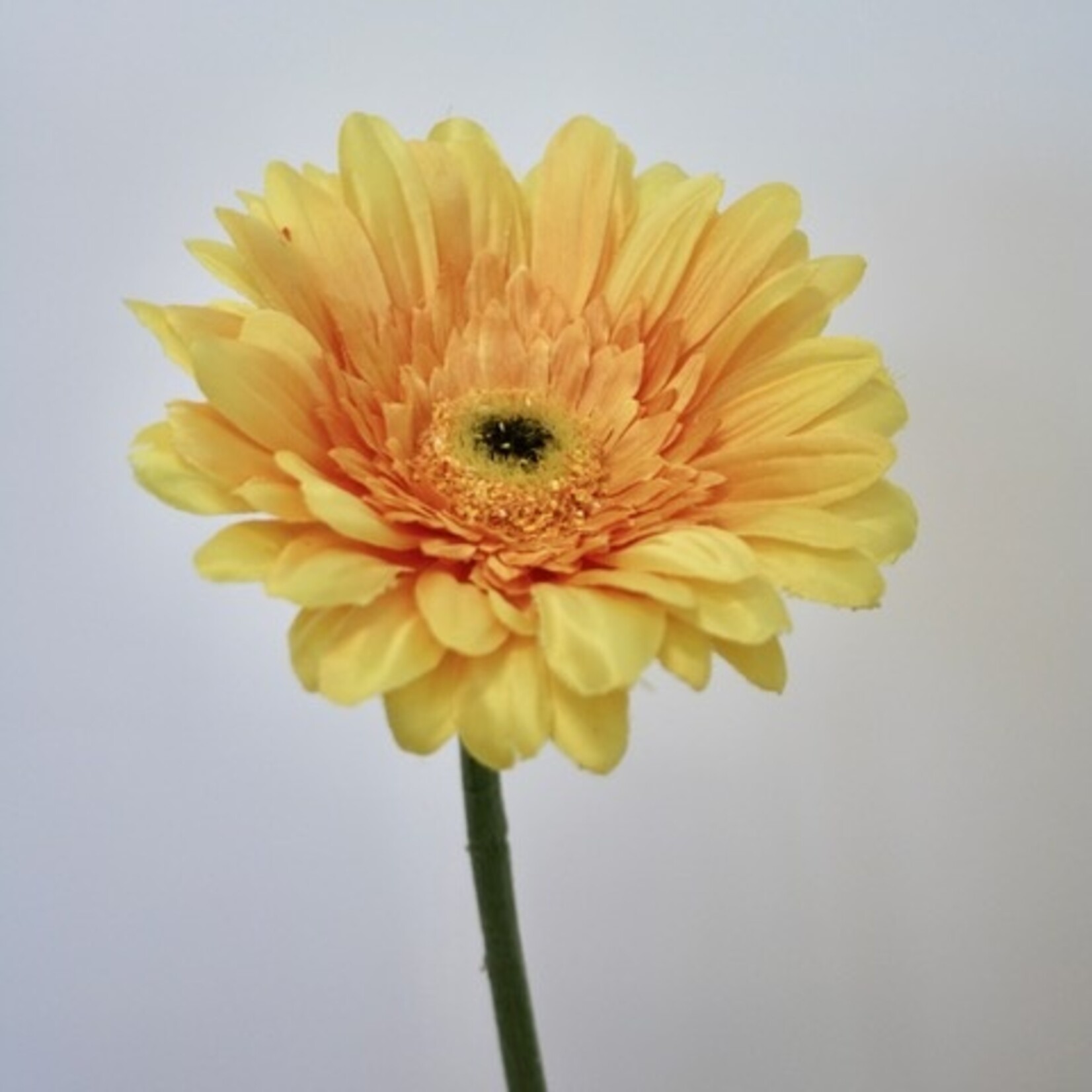 GERBERA | YELLOW | 63 CM