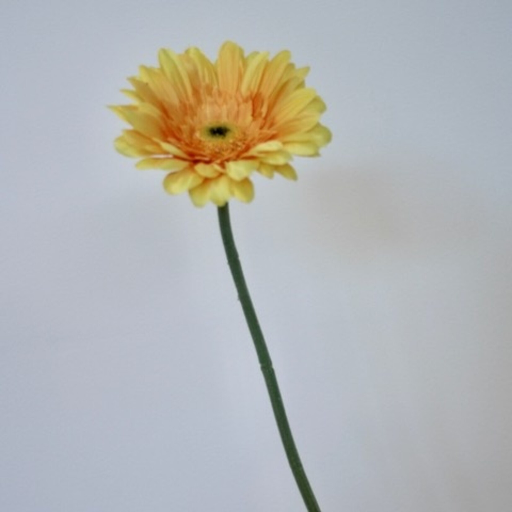 GERBERA | YELLOW | 63 CM