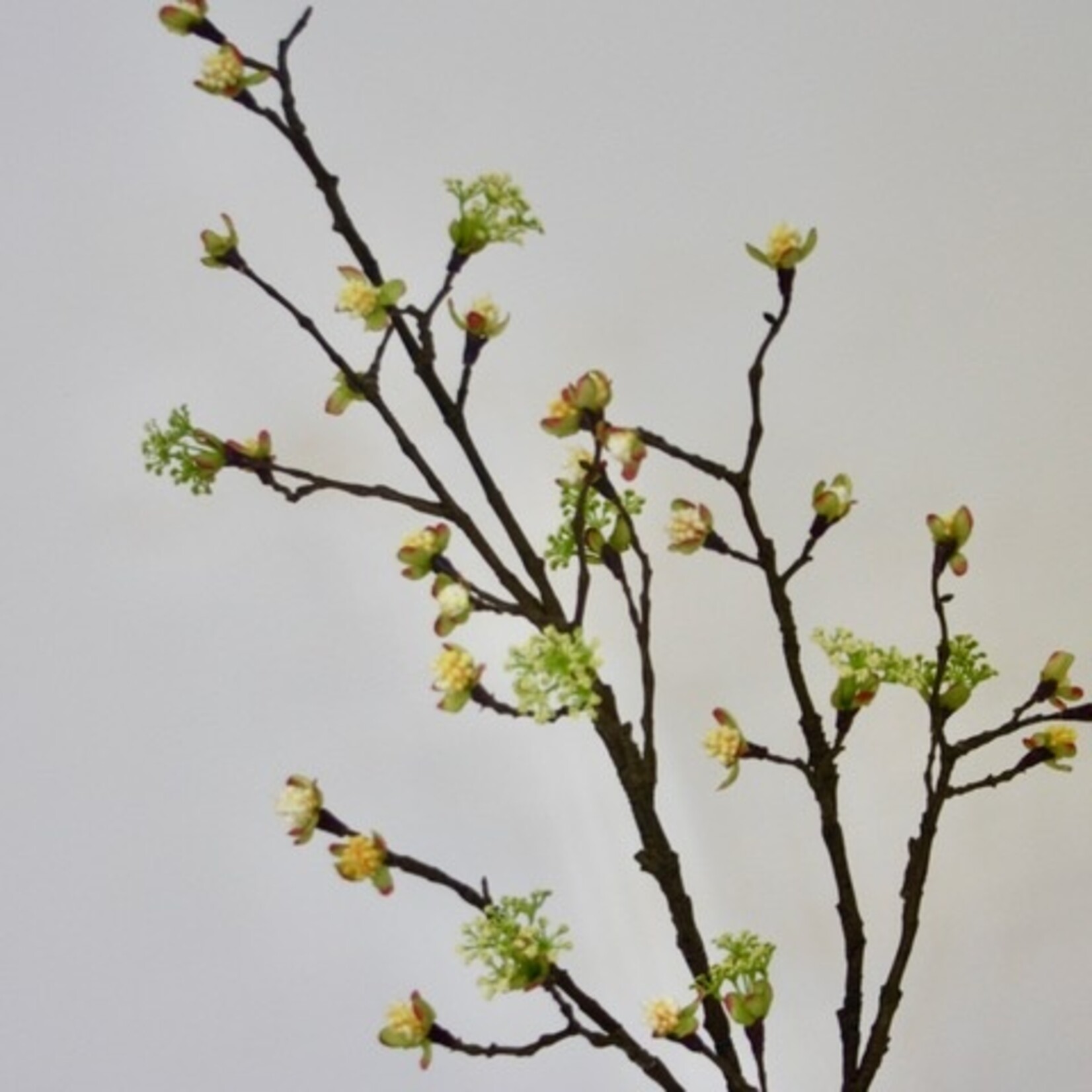 ESDOORN BLOESEM TAK | GEEL | 111 CM